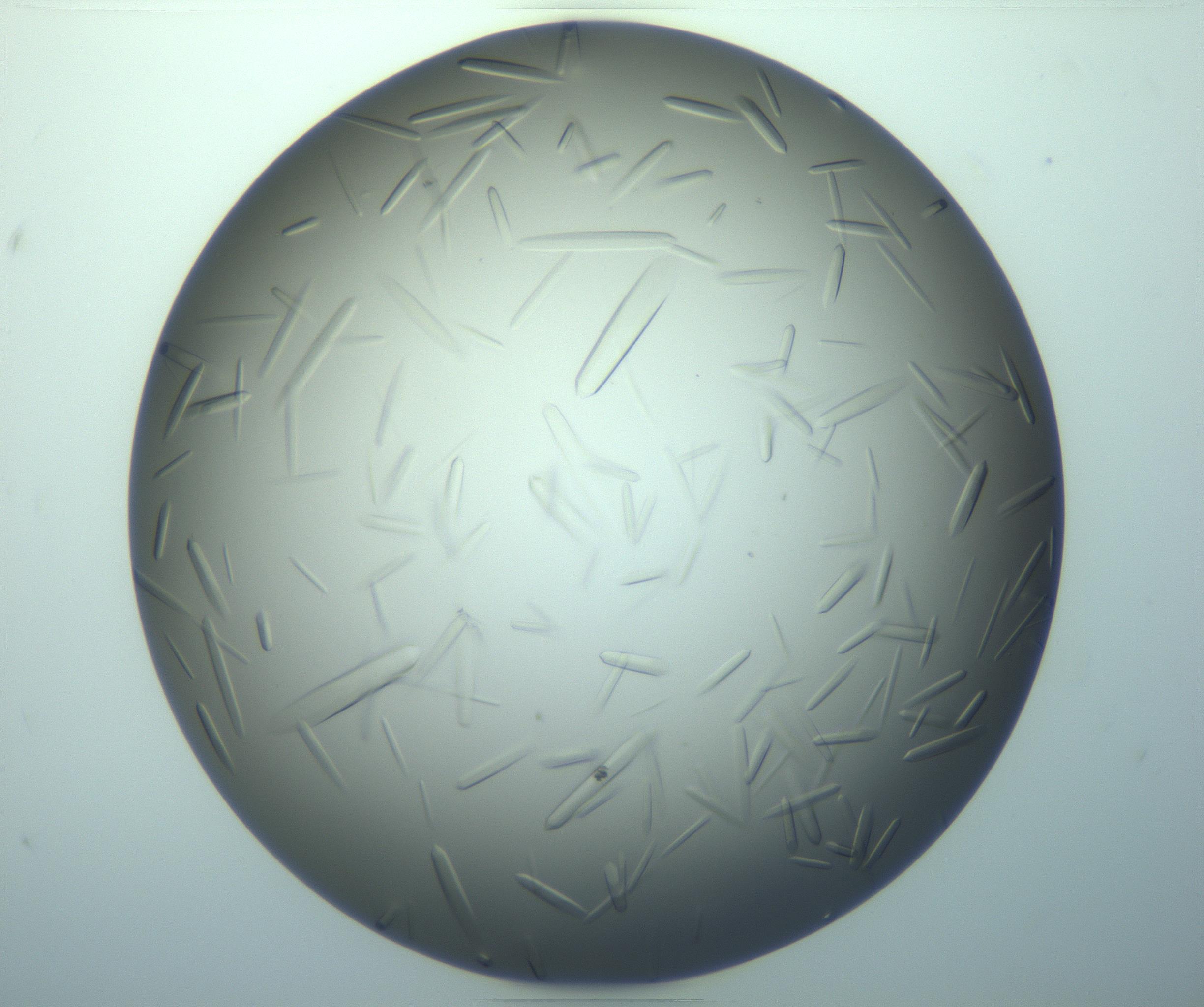 RI01_03_000_0212_Proj1_Clon1_MC_0000MC103283_003_170219_12_07_02_00_99_002_001_RAI.jpg
