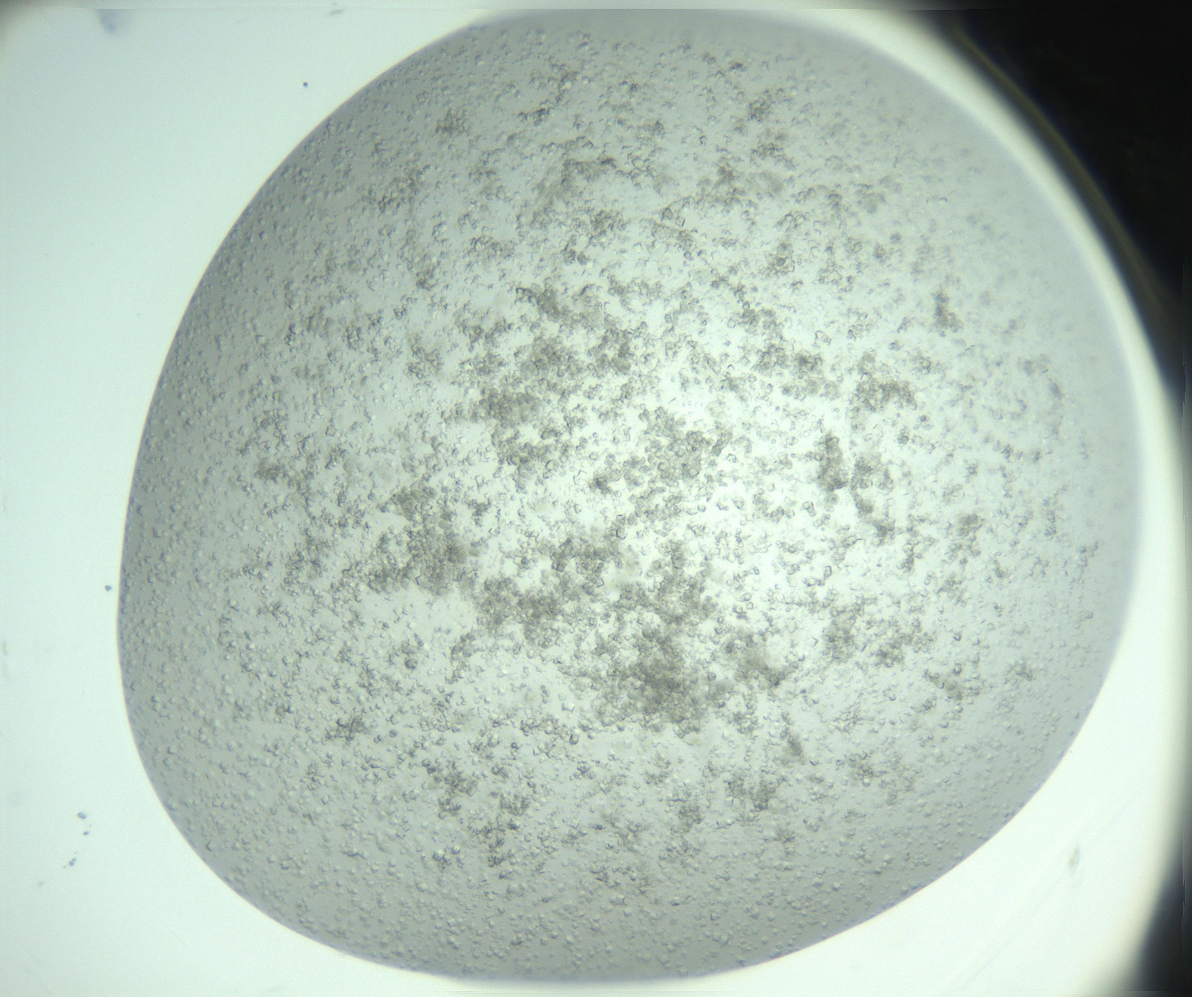 RI01_03_000_0212_Proj1_Clon1_MC_0000MC103284_003_170220_05_07_02_00_99_002_001_RAI.jpg