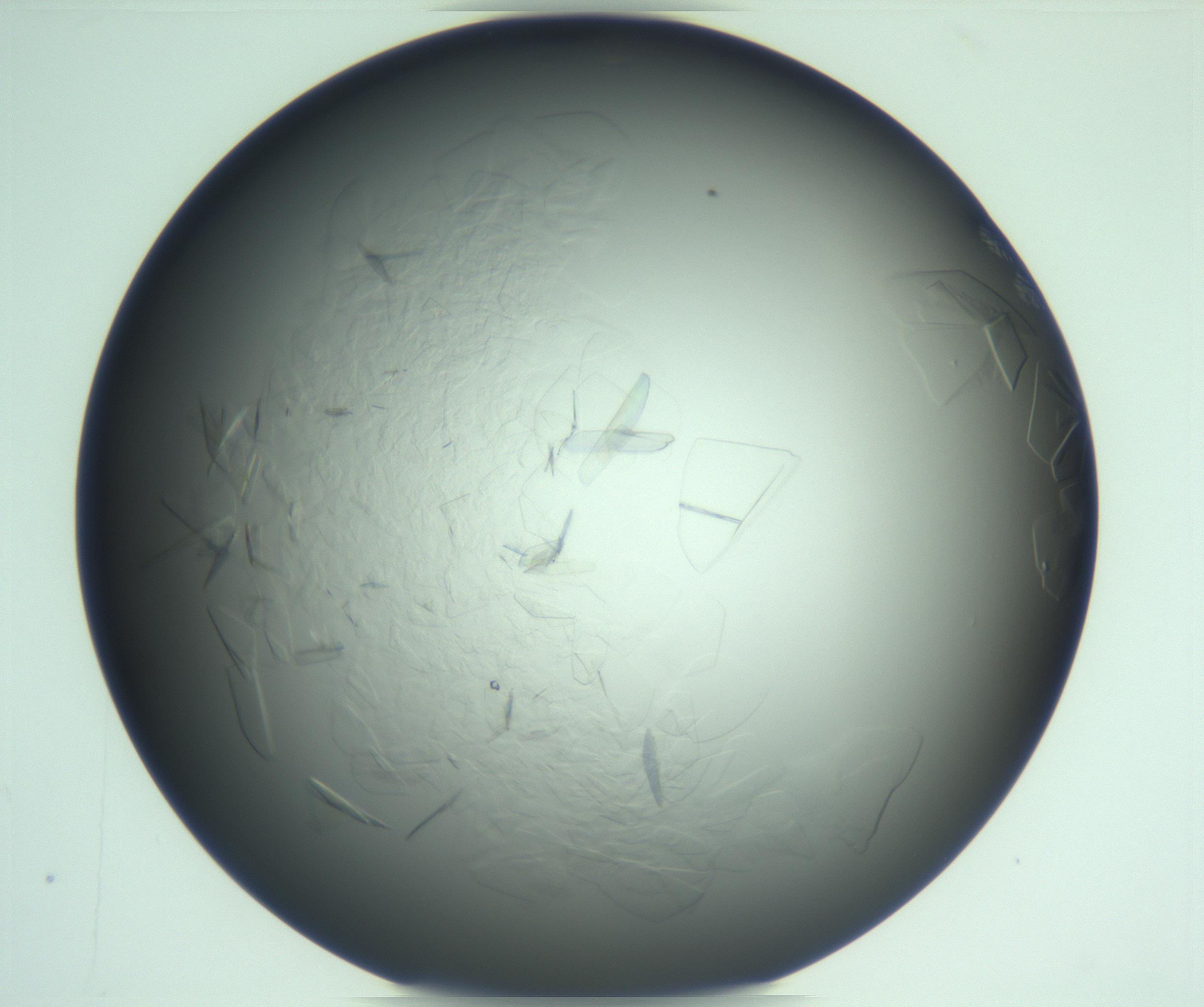 RI01_03_000_0212_Proj1_Clon1_MC_0000MC103285_002_170218_02_05_02_00_99_002_001_RAI.jpg