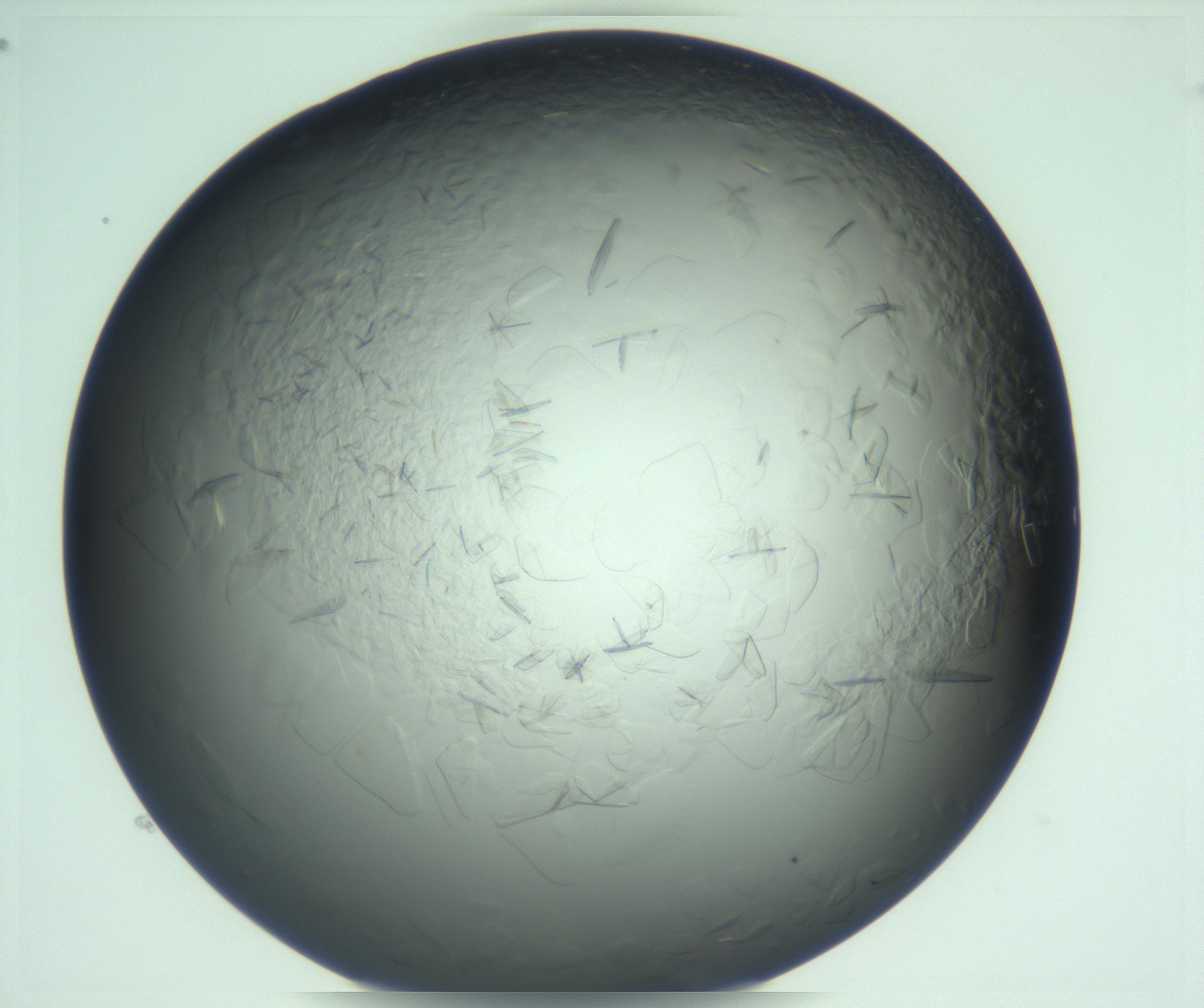 RI01_03_000_0212_Proj1_Clon1_MC_0000MC103285_002_170218_03_05_01_00_99_002_001_RAI.jpg