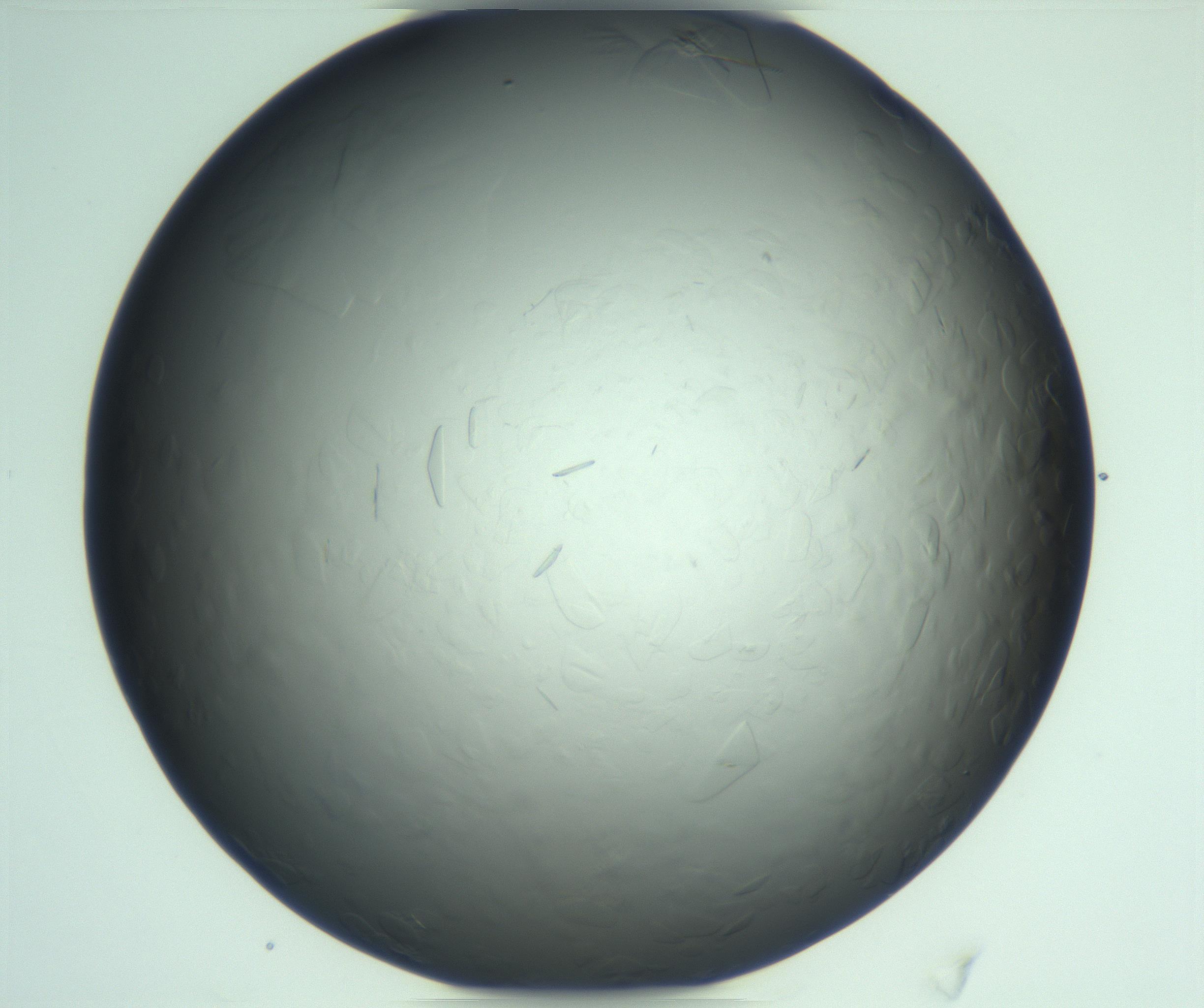 RI01_03_000_0212_Proj1_Clon1_MC_0000MC103285_002_170218_04_05_02_00_99_002_001_RAI.jpg