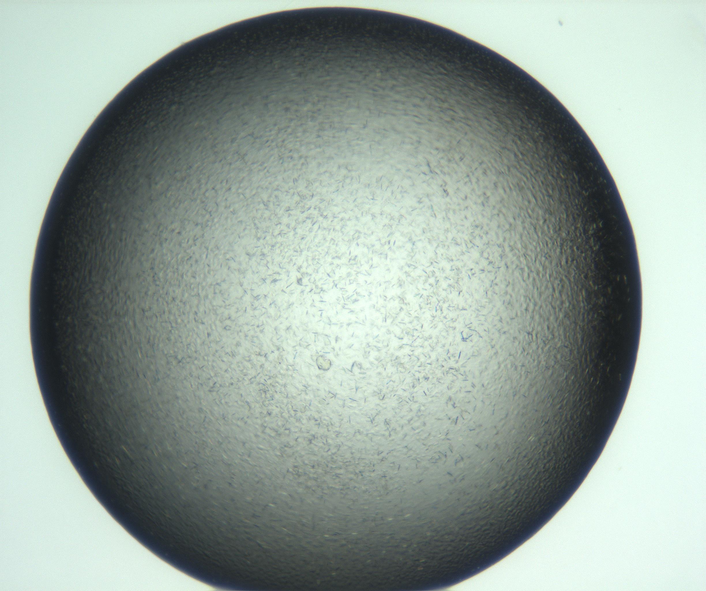 RI01_03_000_0212_Proj1_Clon1_MC_0000MC103285_002_170218_06_05_01_00_99_002_001_RAI.jpg