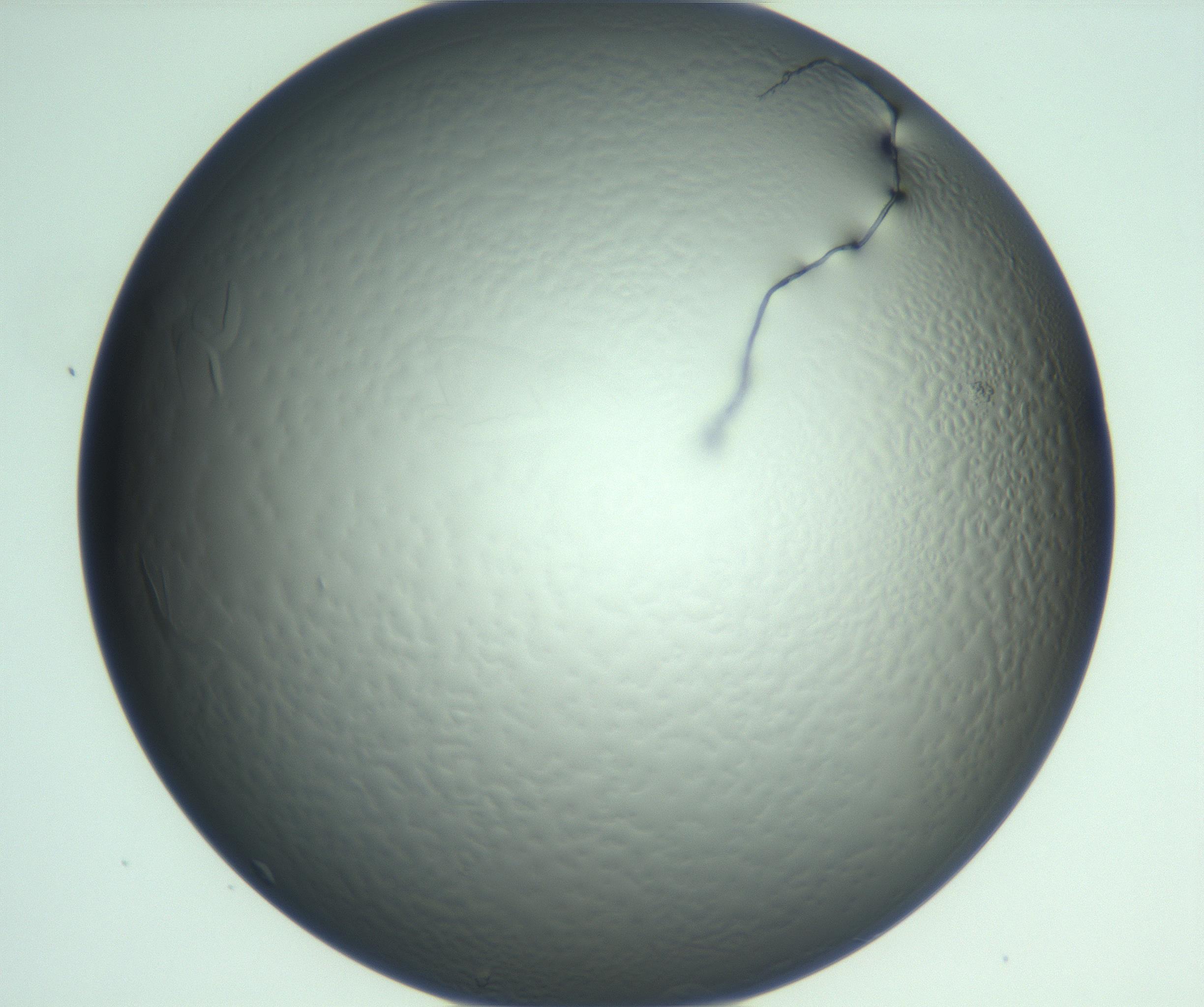 RI01_03_000_0212_Proj1_Clon1_MC_0000MC103285_002_170218_06_06_01_00_99_002_001_RAI.jpg