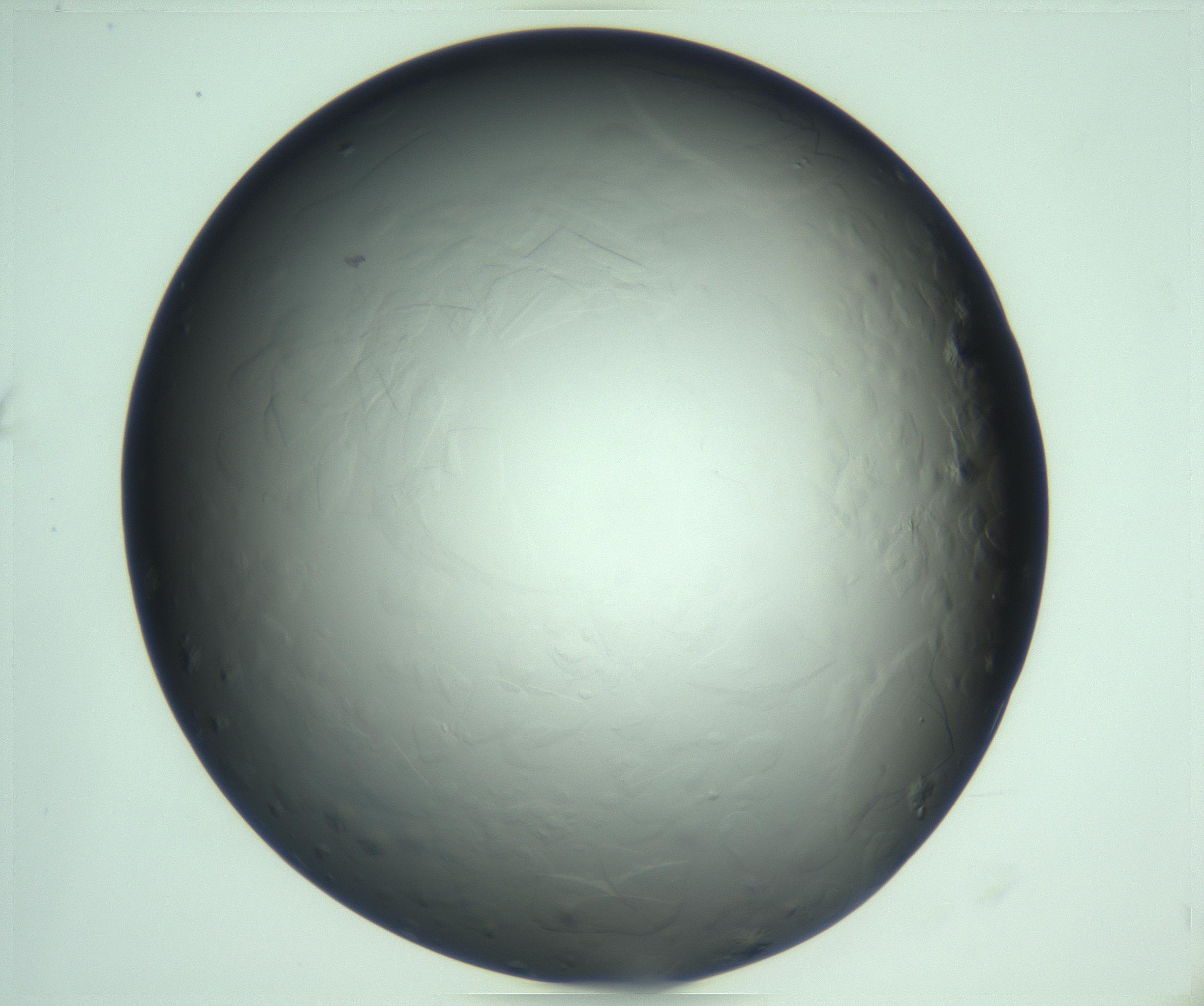 RI01_03_000_0212_Proj1_Clon1_MC_0000MC103285_002_170218_07_01_01_00_99_002_001_RAI.jpg