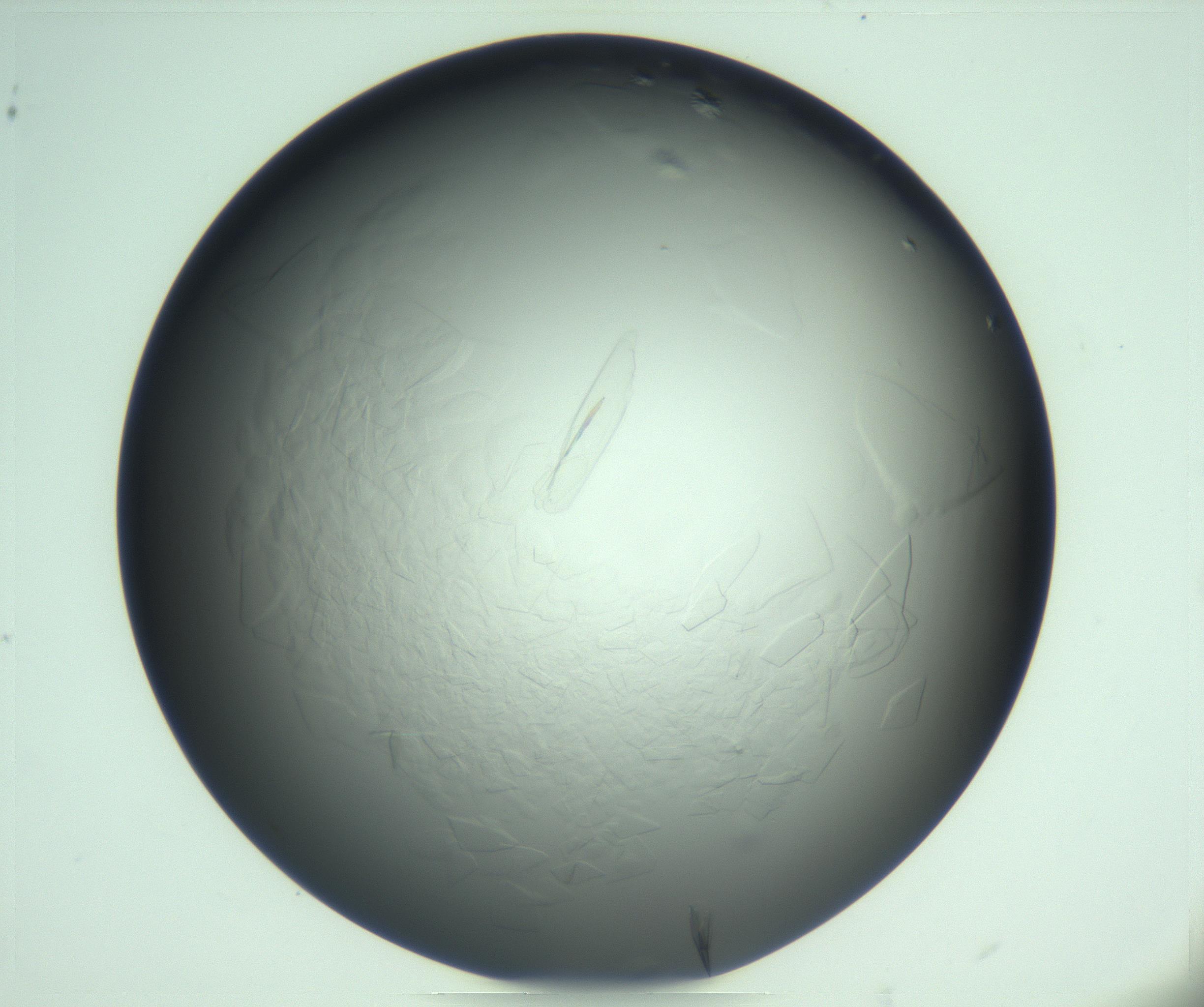 RI01_03_000_0212_Proj1_Clon1_MC_0000MC103285_002_170218_07_01_02_00_99_002_001_RAI.jpg