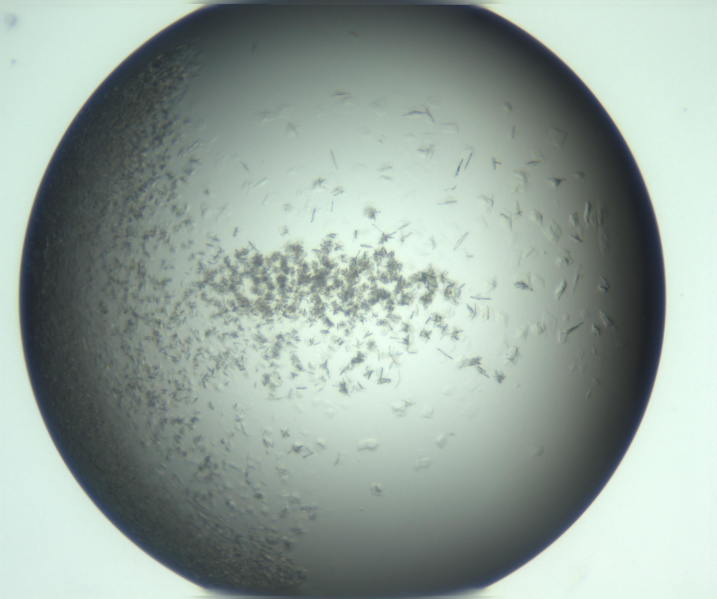 RI01_03_000_0212_Proj1_Clon1_MC_0000MC103285_002_170218_08_05_01_00_99_002_001_RAI.jpg