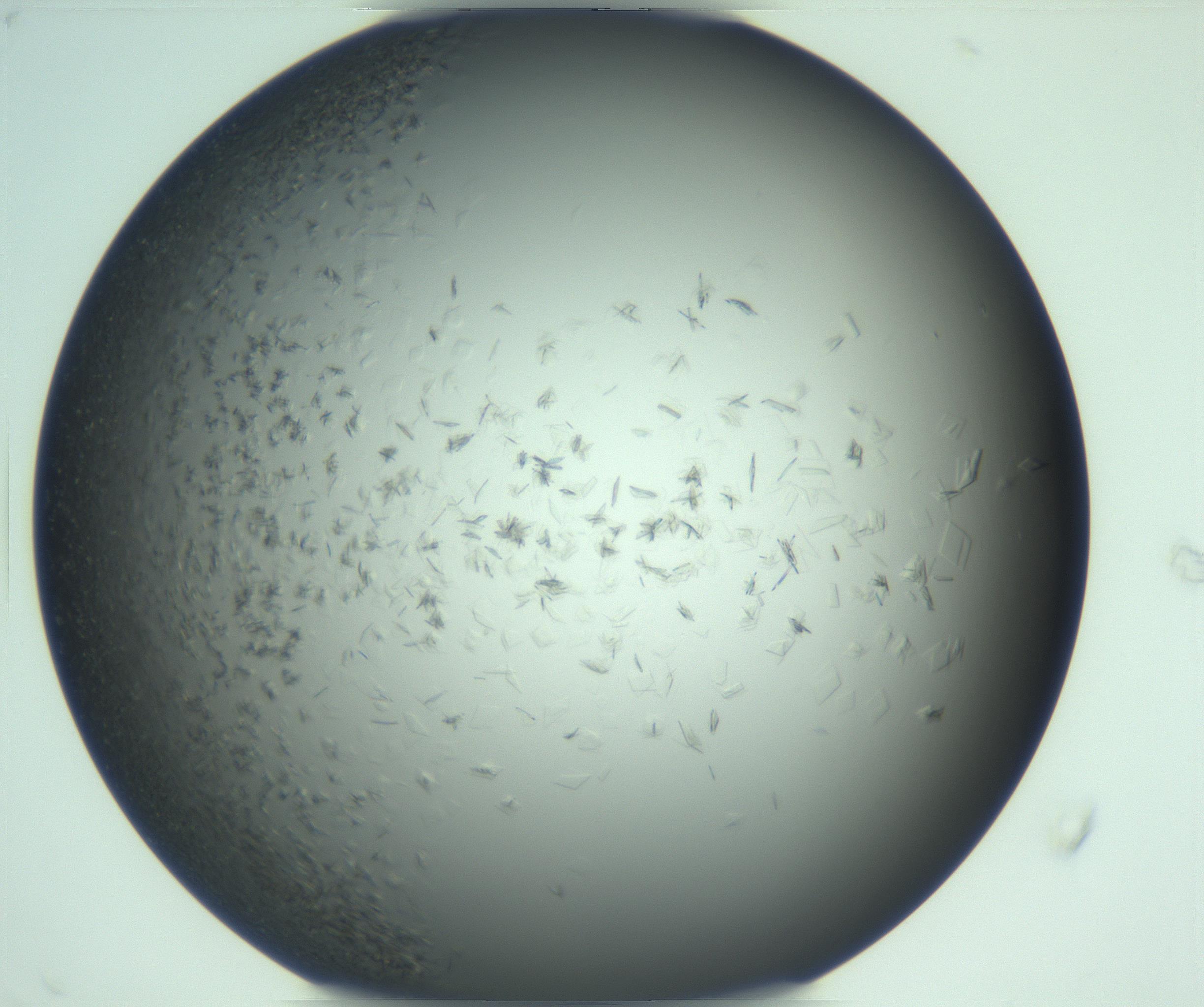 RI01_03_000_0212_Proj1_Clon1_MC_0000MC103285_002_170218_08_05_02_00_99_002_001_RAI.jpg