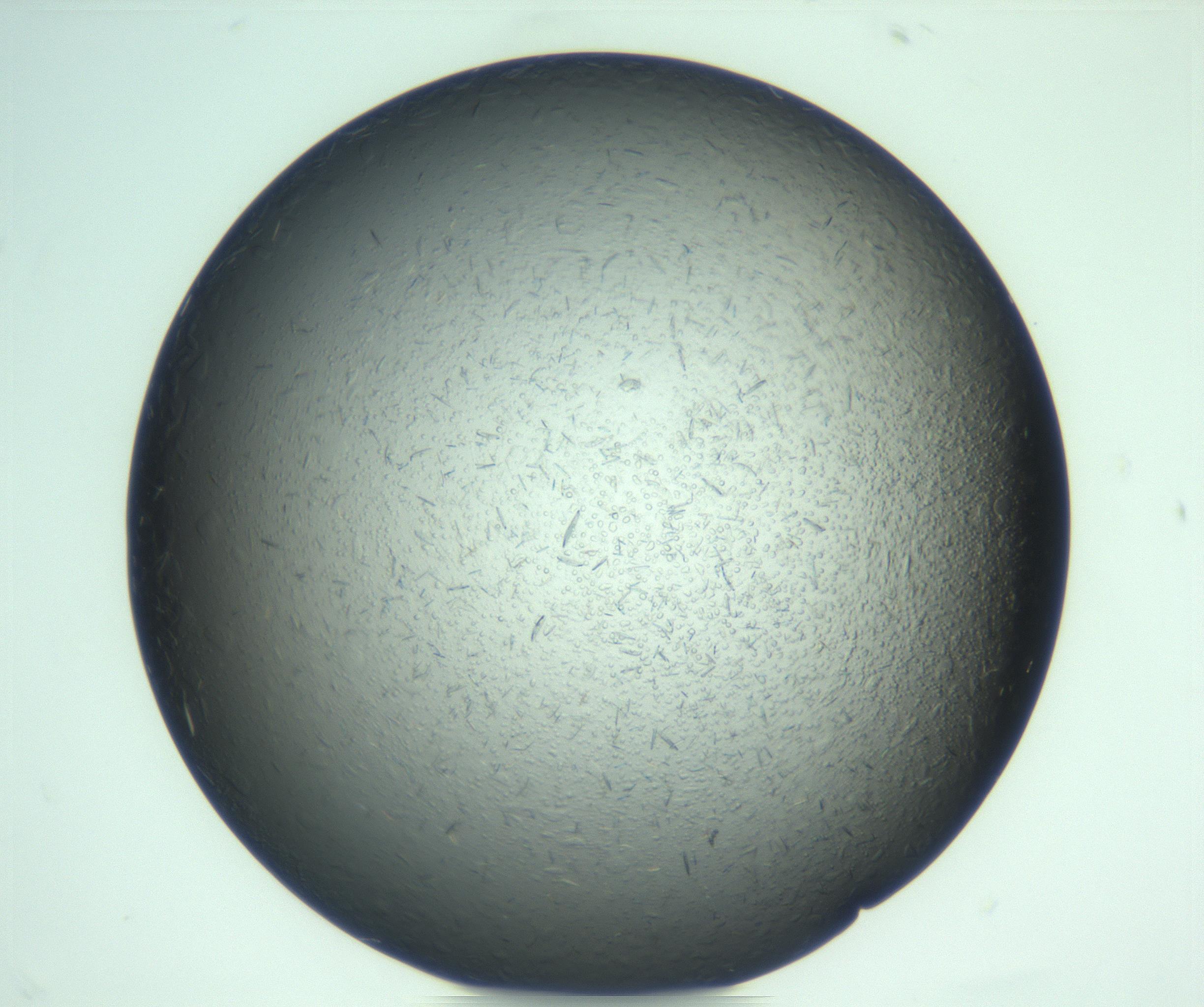 RI01_03_000_0212_Proj1_Clon1_MC_0000MC103285_002_170218_09_06_02_00_99_002_001_RAI.jpg