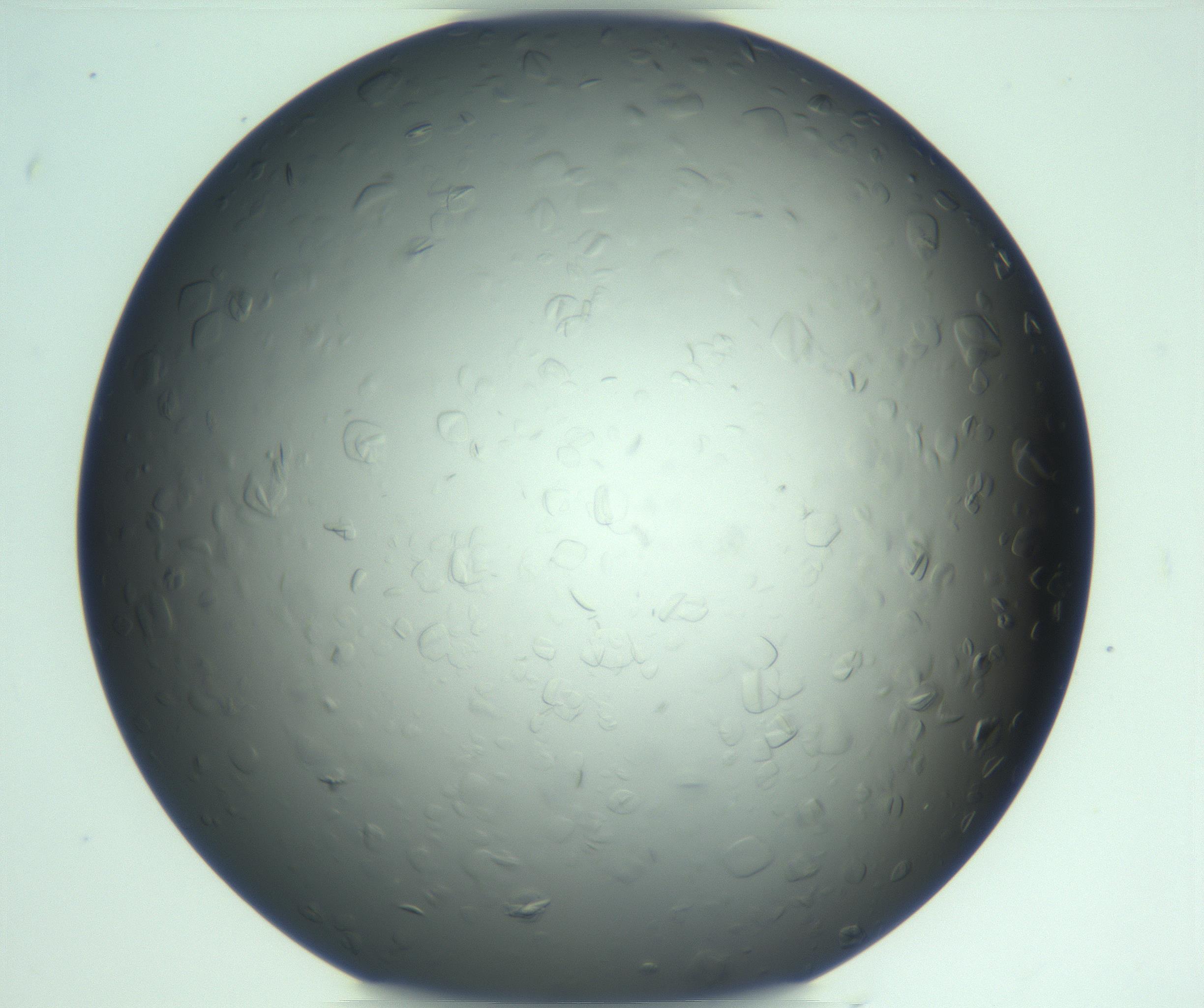 RI01_03_000_0212_Proj1_Clon1_MC_0000MC103285_002_170218_09_07_02_00_99_002_001_RAI.jpg