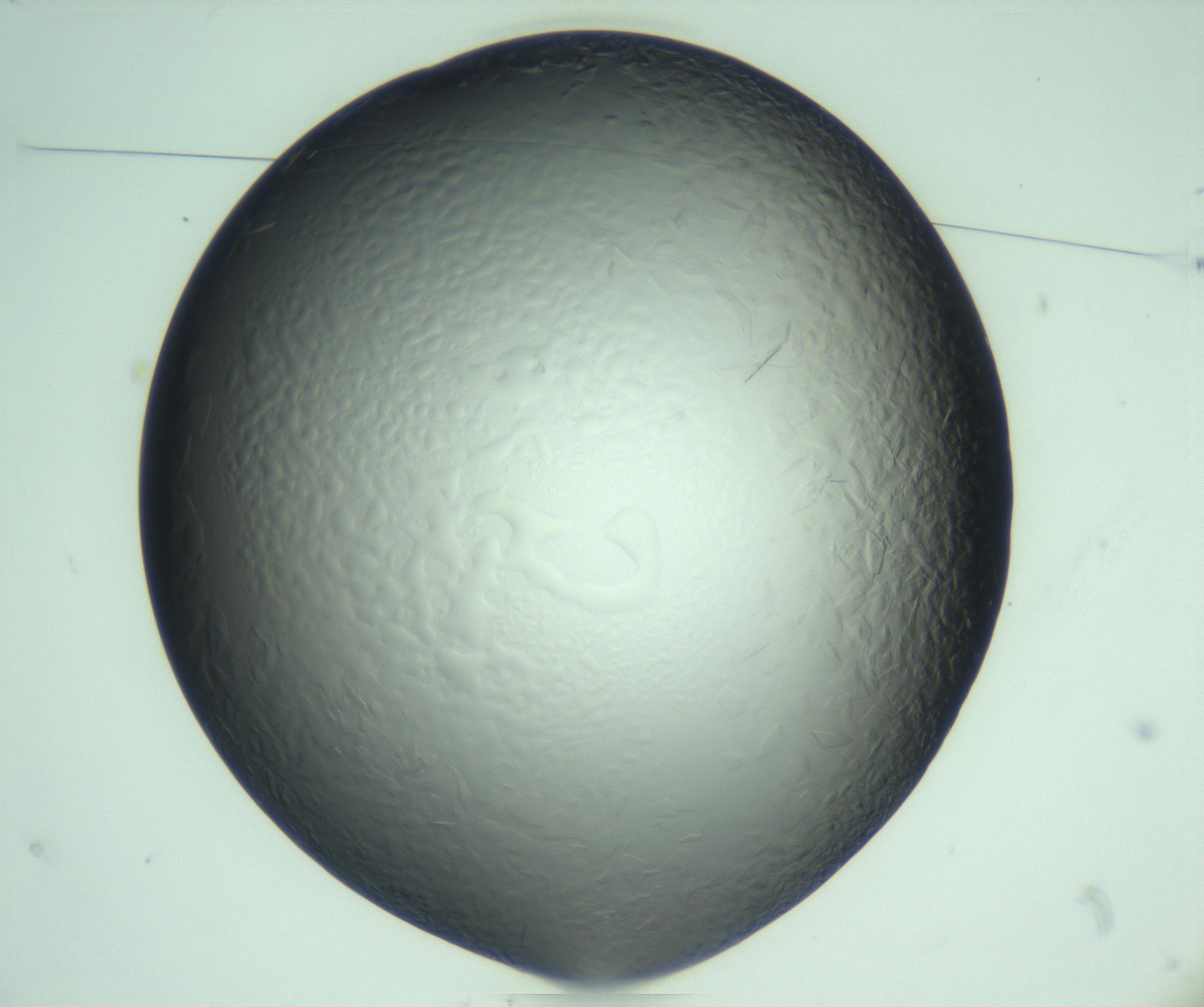 RI01_03_000_0212_Proj1_Clon1_MC_0000MC103285_002_170218_10_01_01_00_99_002_001_RAI.jpg