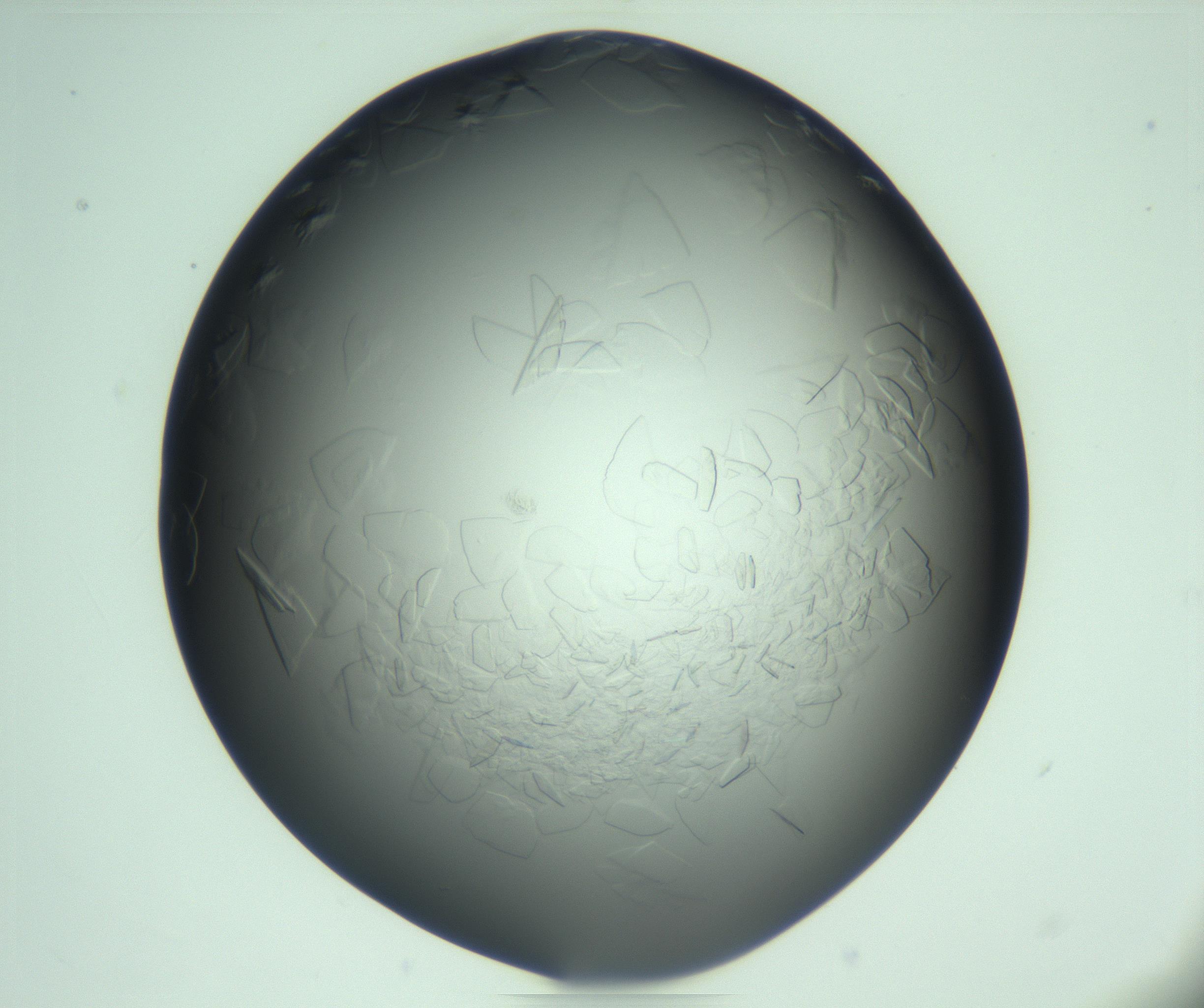 RI01_03_000_0212_Proj1_Clon1_MC_0000MC103285_002_170218_10_02_01_00_99_002_001_RAI.jpg