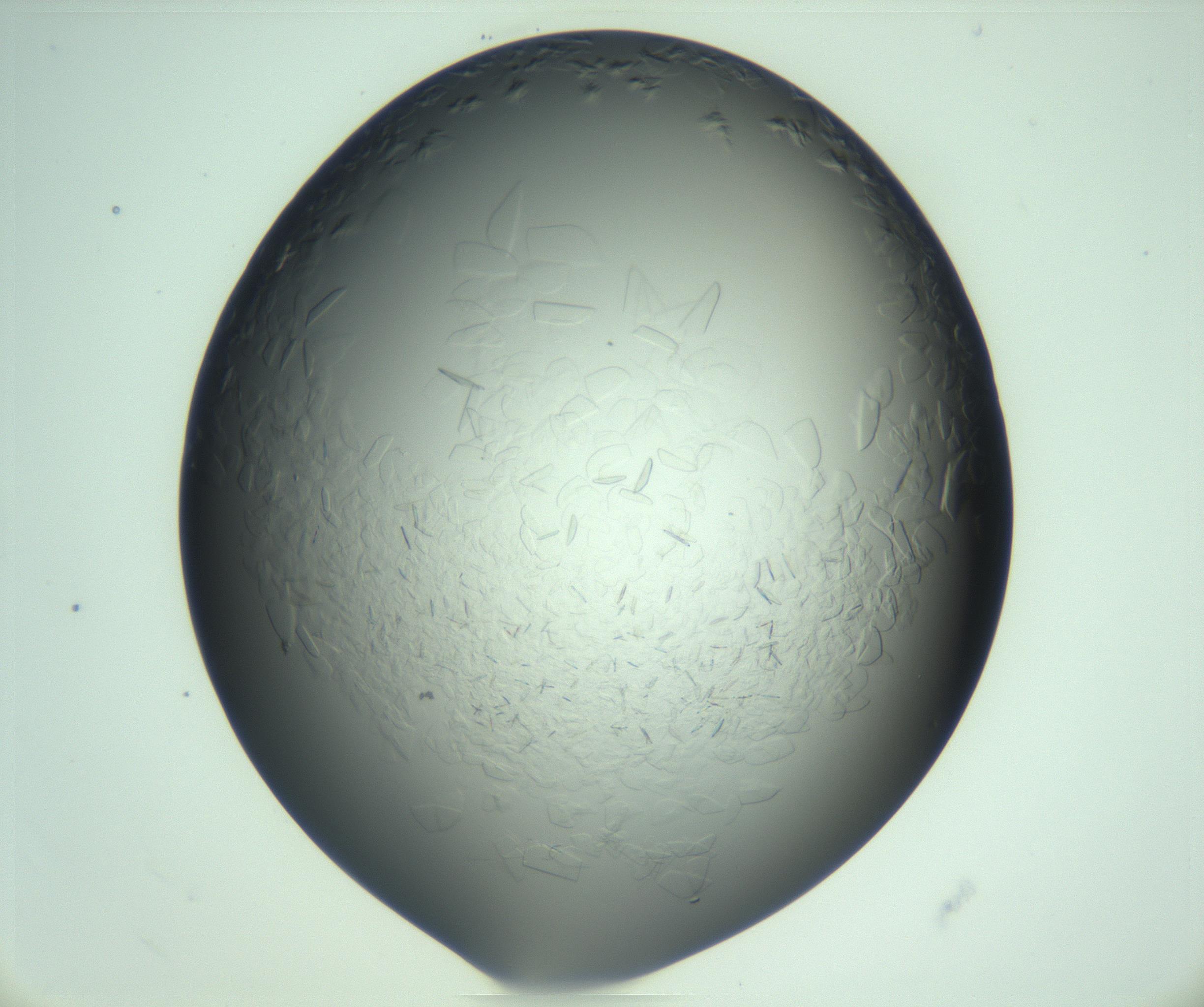 RI01_03_000_0212_Proj1_Clon1_MC_0000MC103285_002_170218_10_02_02_00_99_002_001_RAI.jpg