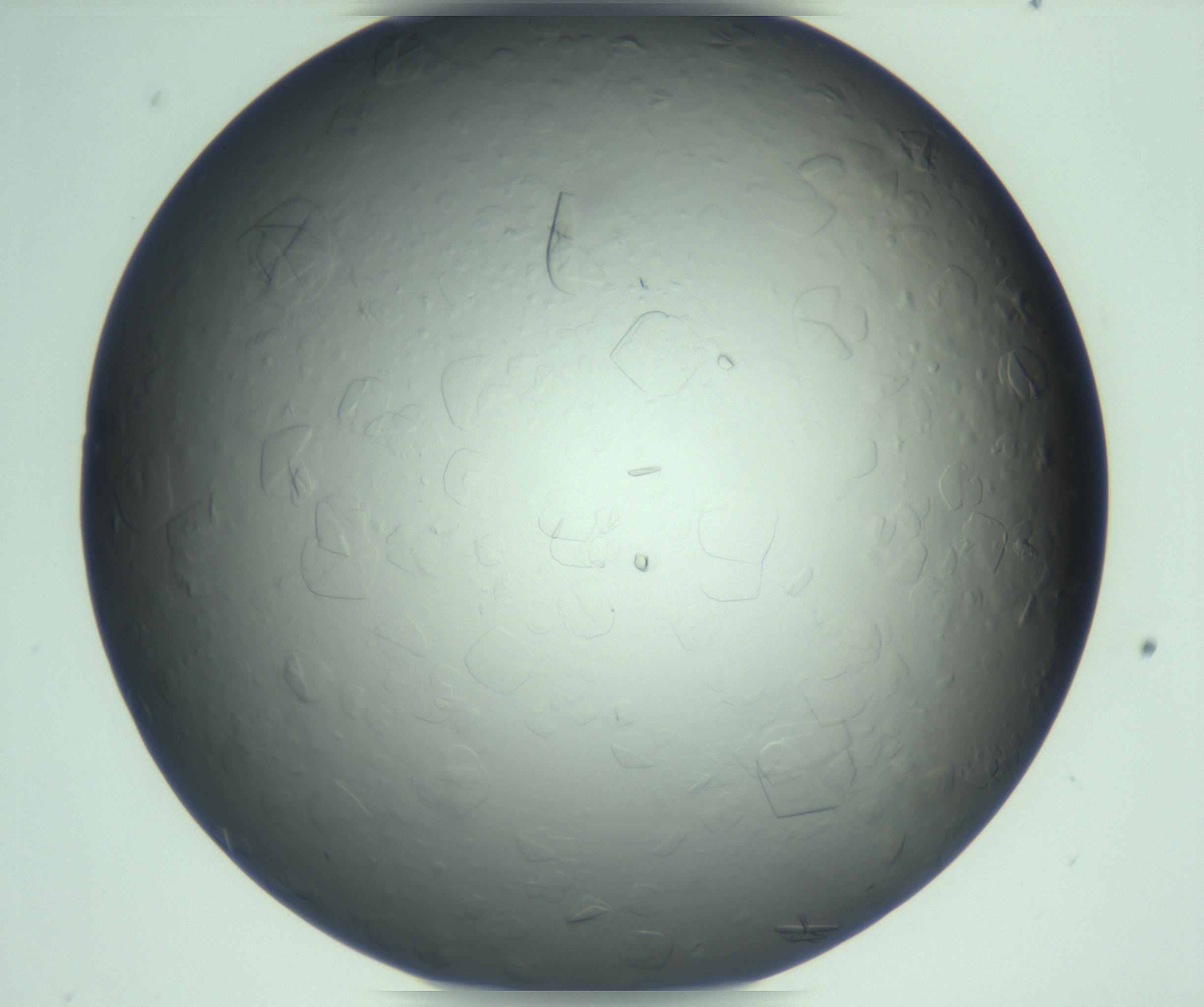RI01_03_000_0212_Proj1_Clon1_MC_0000MC103285_002_170218_10_03_01_00_99_002_001_RAI.jpg