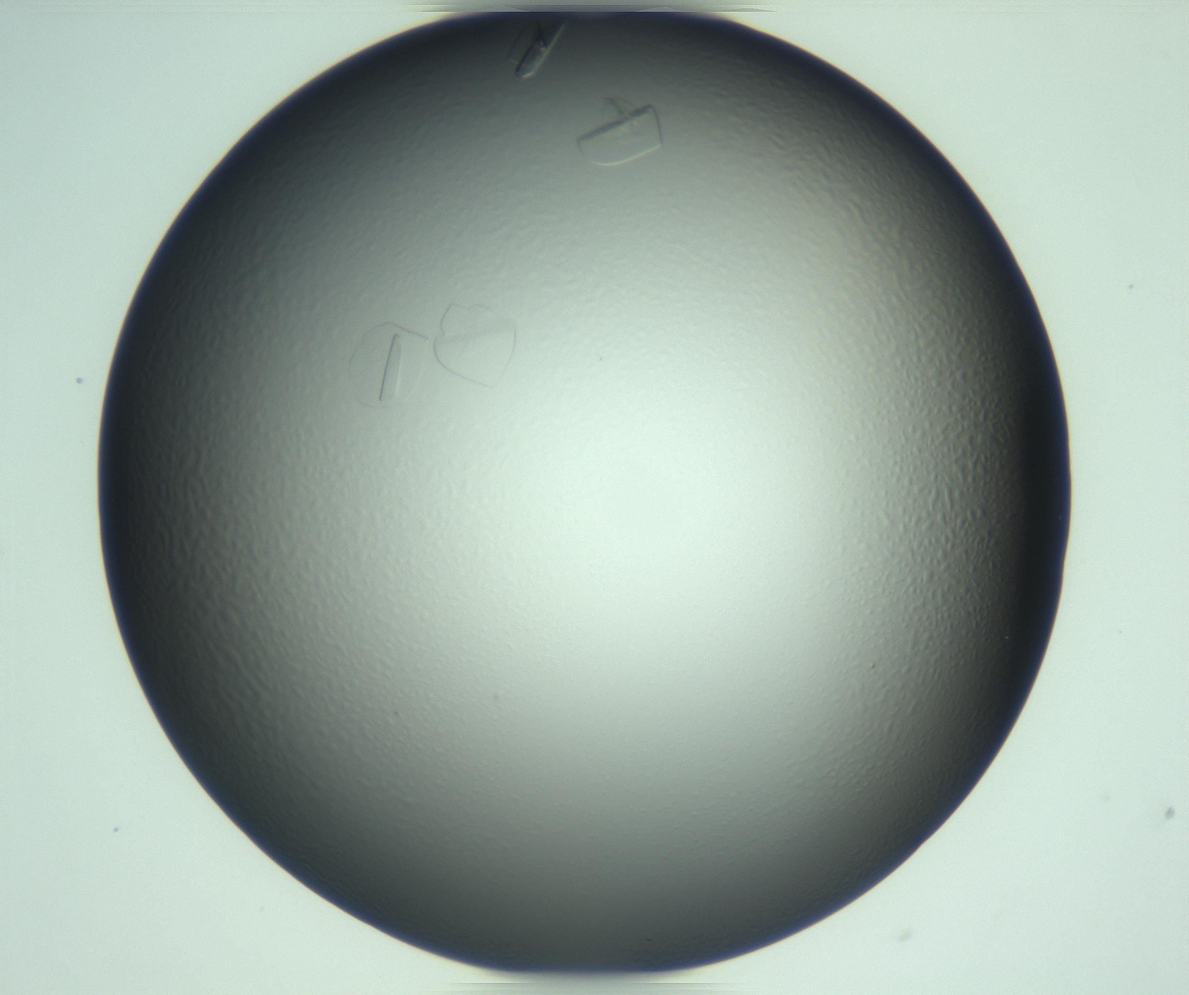 RI01_03_000_0212_Proj1_Clon1_MC_0000MC103285_002_170218_10_04_02_00_99_002_001_RAI.jpg