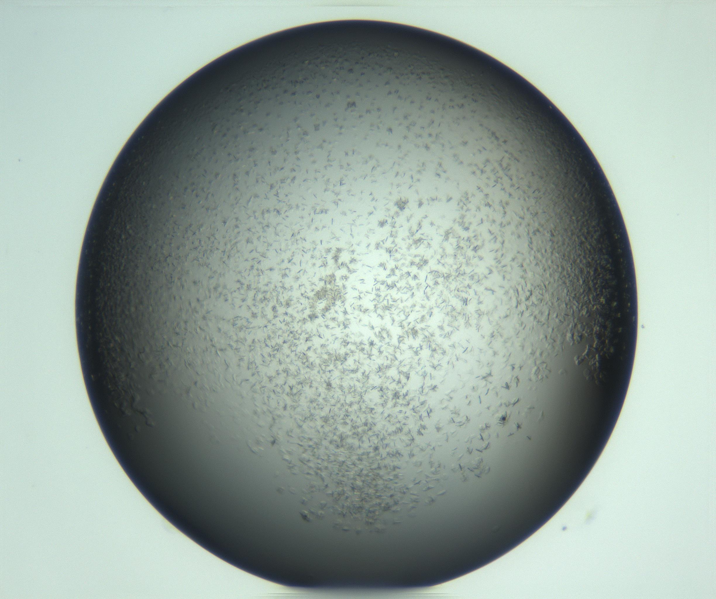RI01_03_000_0212_Proj1_Clon1_MC_0000MC103285_002_170218_10_06_02_00_99_002_001_RAI.jpg