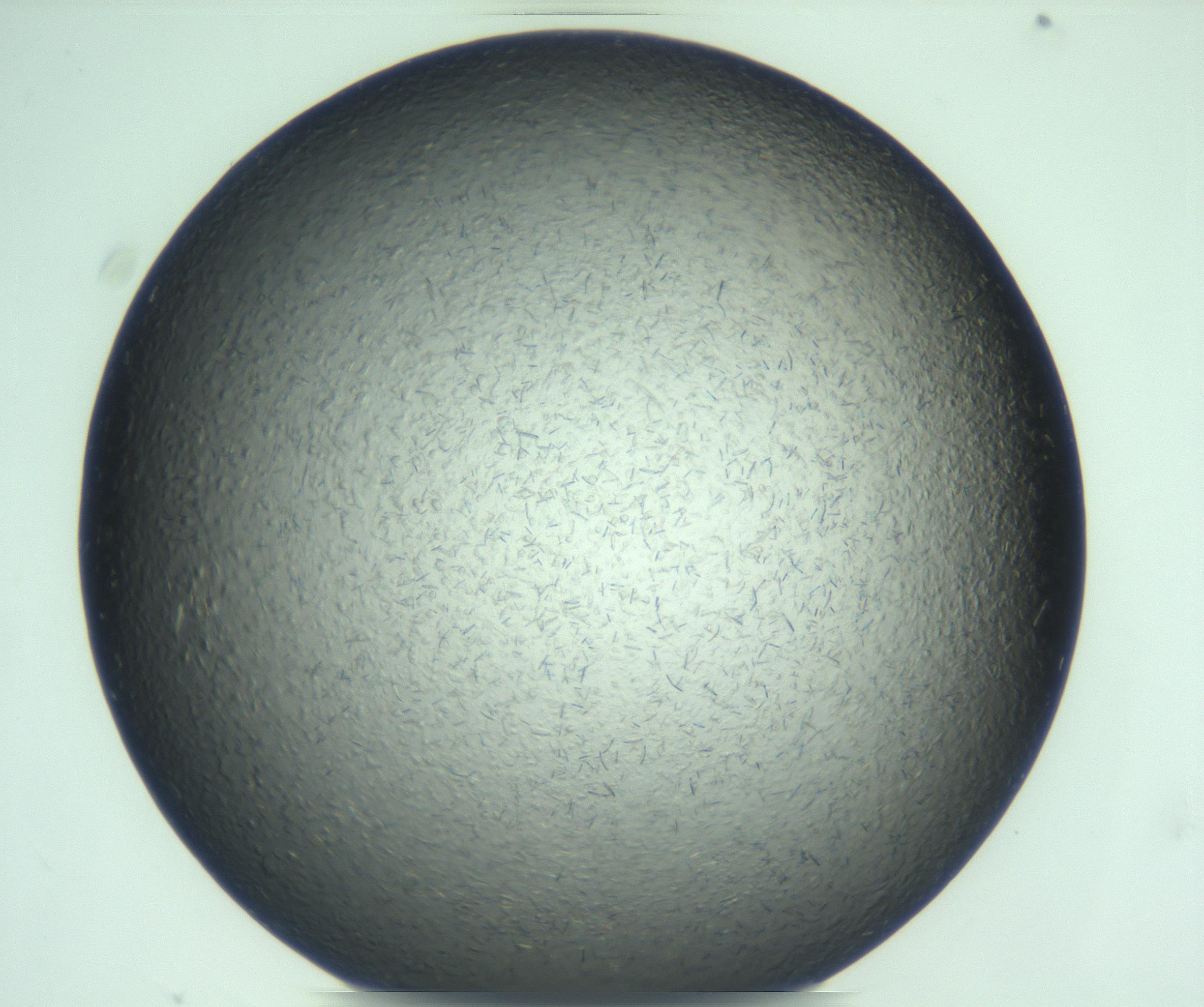 RI01_03_000_0212_Proj1_Clon1_MC_0000MC103285_002_170218_11_06_01_00_99_002_001_RAI.jpg