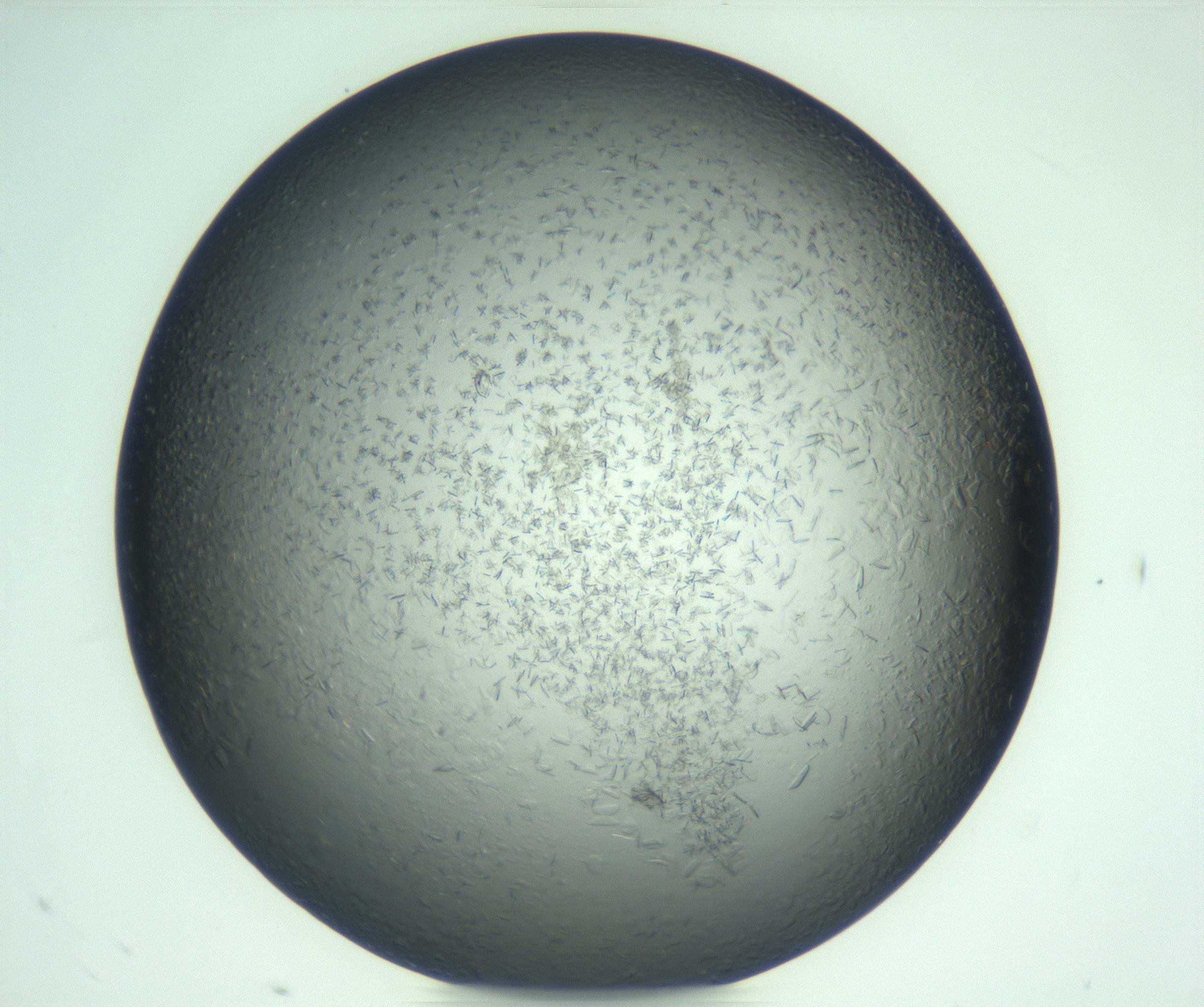 RI01_03_000_0212_Proj1_Clon1_MC_0000MC103285_002_170218_11_06_02_00_99_002_001_RAI.jpg