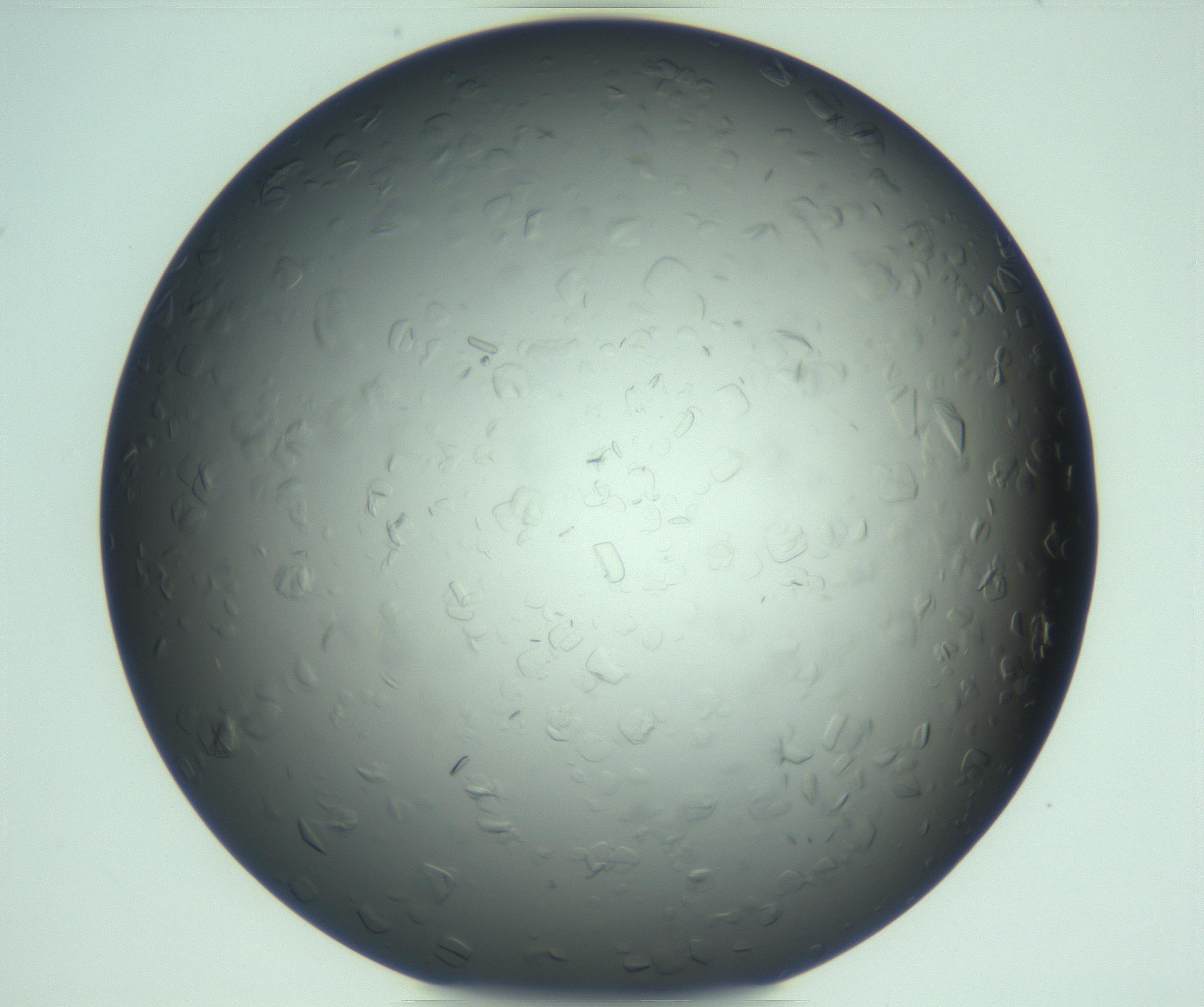 RI01_03_000_0212_Proj1_Clon1_MC_0000MC103285_002_170218_11_07_02_00_99_002_001_RAI.jpg