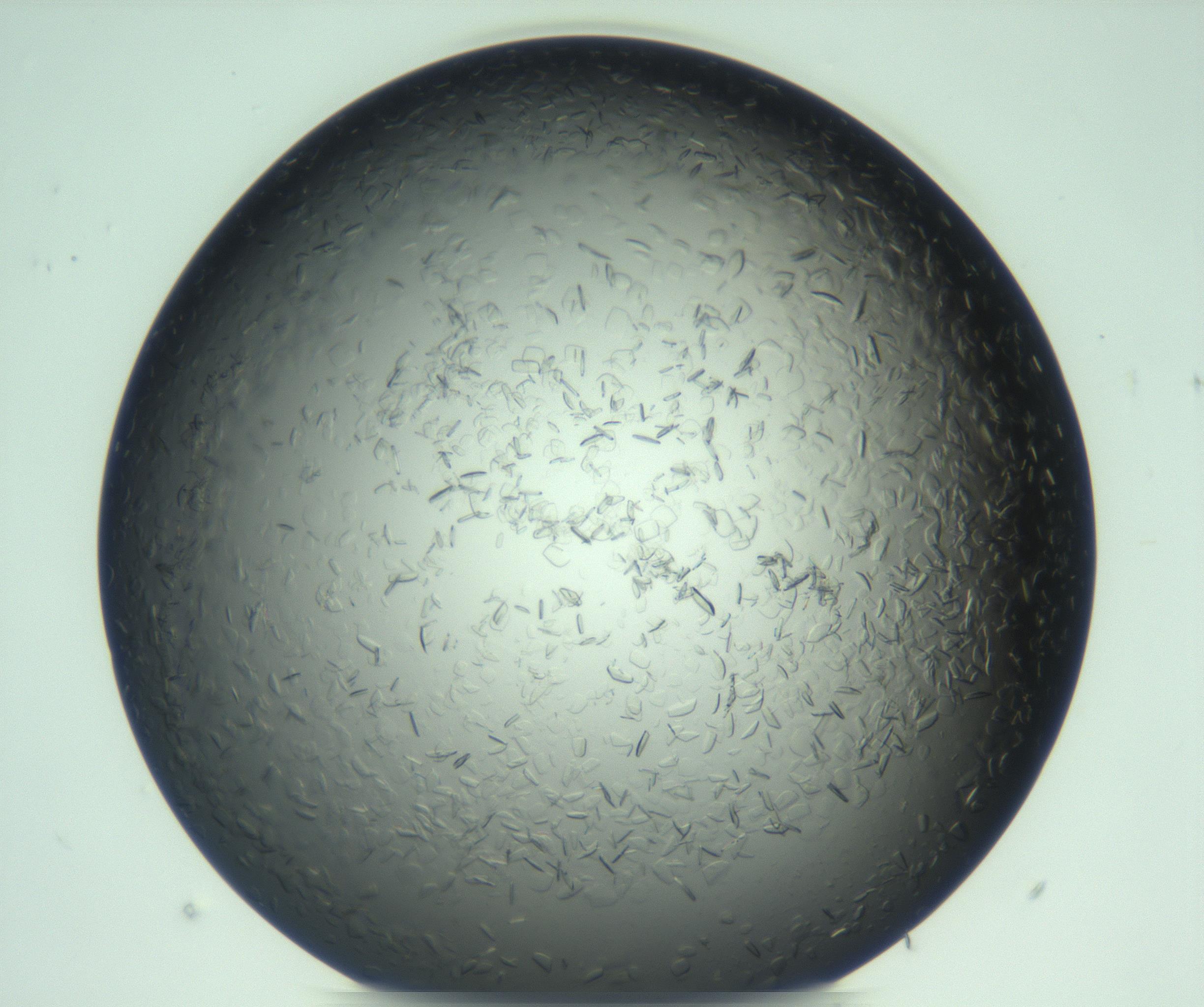 RI01_03_000_0212_Proj1_Clon1_MC_0000MC103285_002_170218_12_05_01_00_99_002_001_RAI.jpg