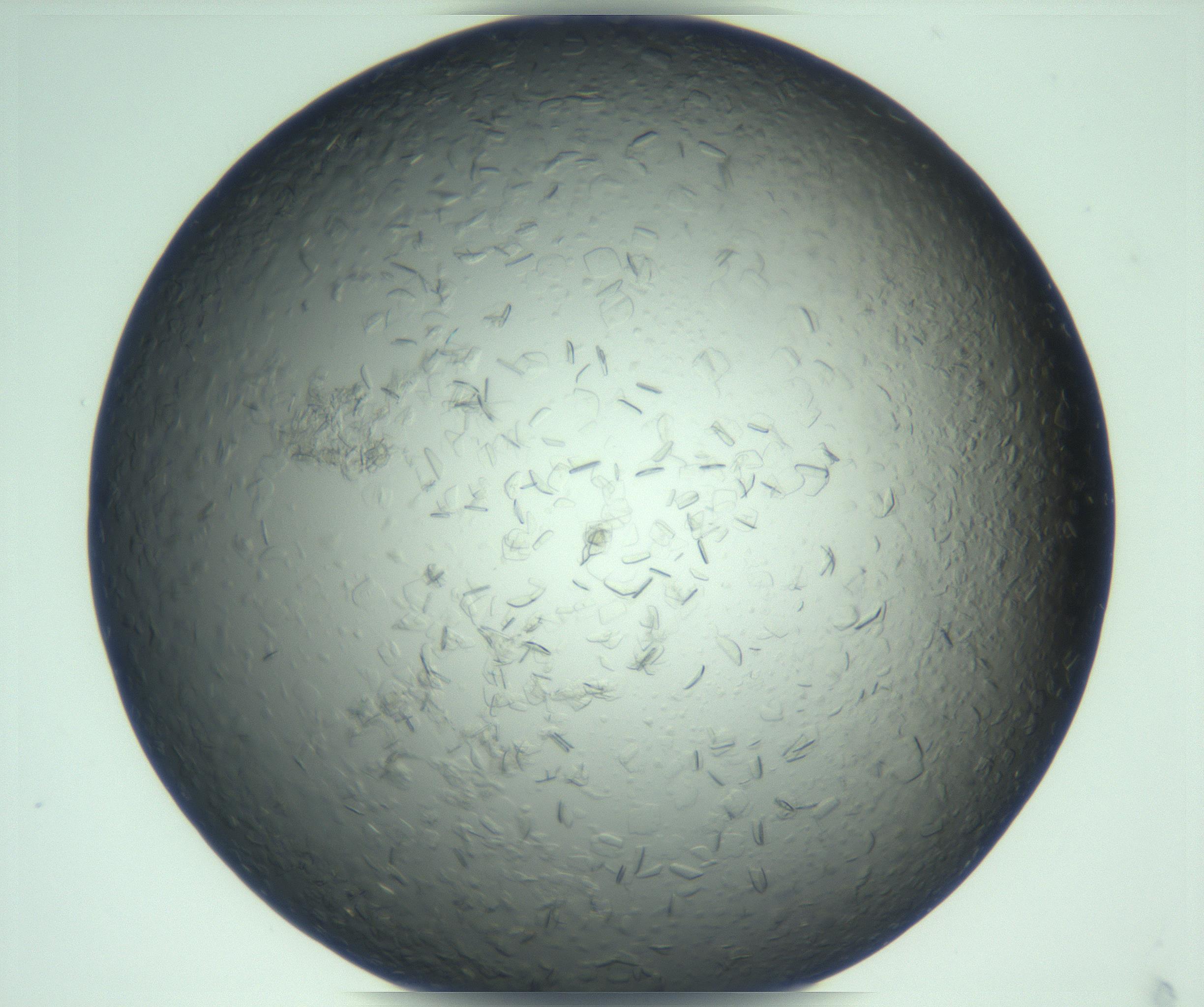 RI01_03_000_0212_Proj1_Clon1_MC_0000MC103285_002_170218_12_06_01_00_99_002_001_RAI.jpg