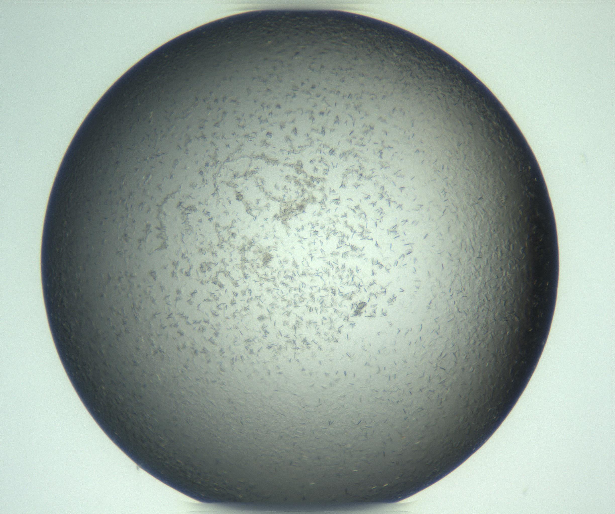 RI01_03_000_0212_Proj1_Clon1_MC_0000MC103285_002_170218_12_06_02_00_99_002_001_RAI.jpg