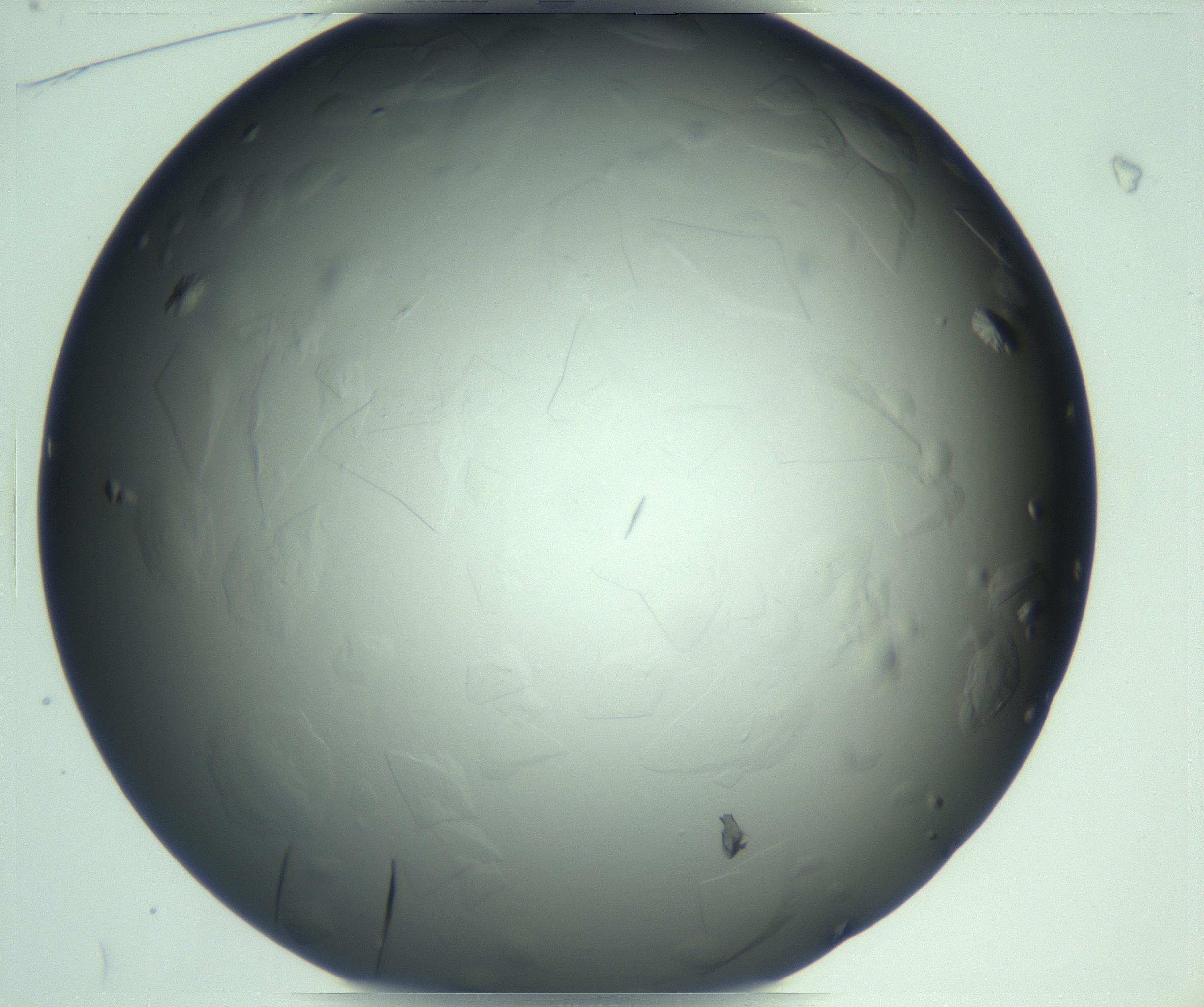 RI01_03_000_0212_Proj1_Clon1_MC_0000MC103285_003_170220_01_01_01_00_99_002_001_RAI.jpg