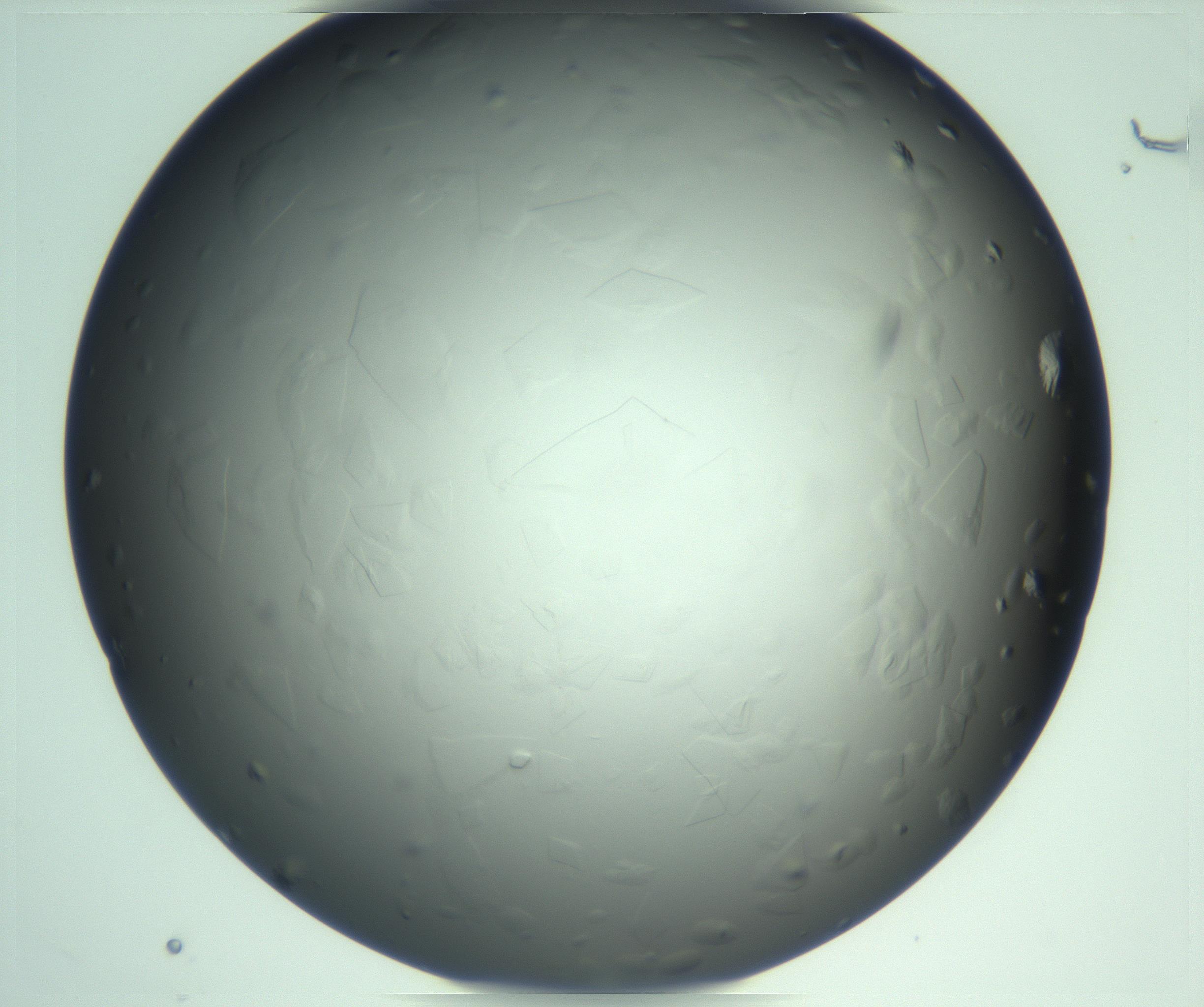 RI01_03_000_0212_Proj1_Clon1_MC_0000MC103285_003_170220_01_01_02_00_99_002_001_RAI.jpg