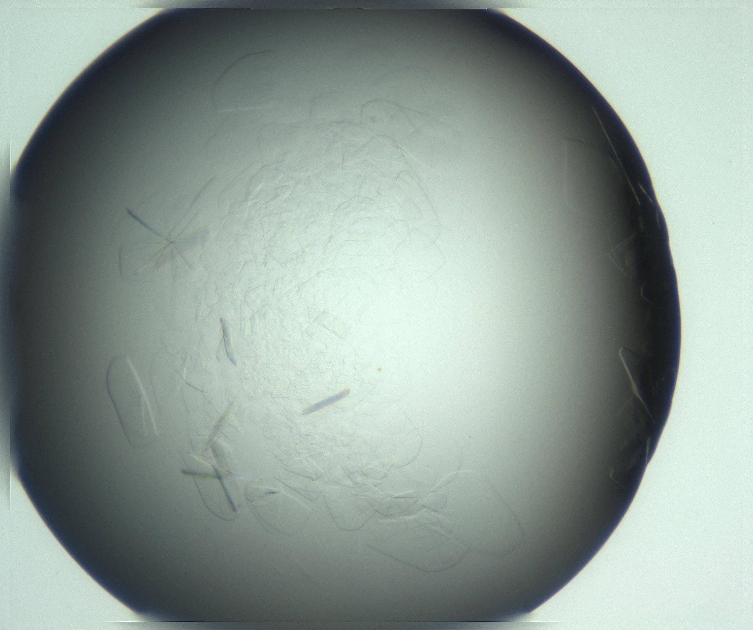 RI01_03_000_0212_Proj1_Clon1_MC_0000MC103285_003_170220_02_05_01_00_99_002_001_RAI.jpg