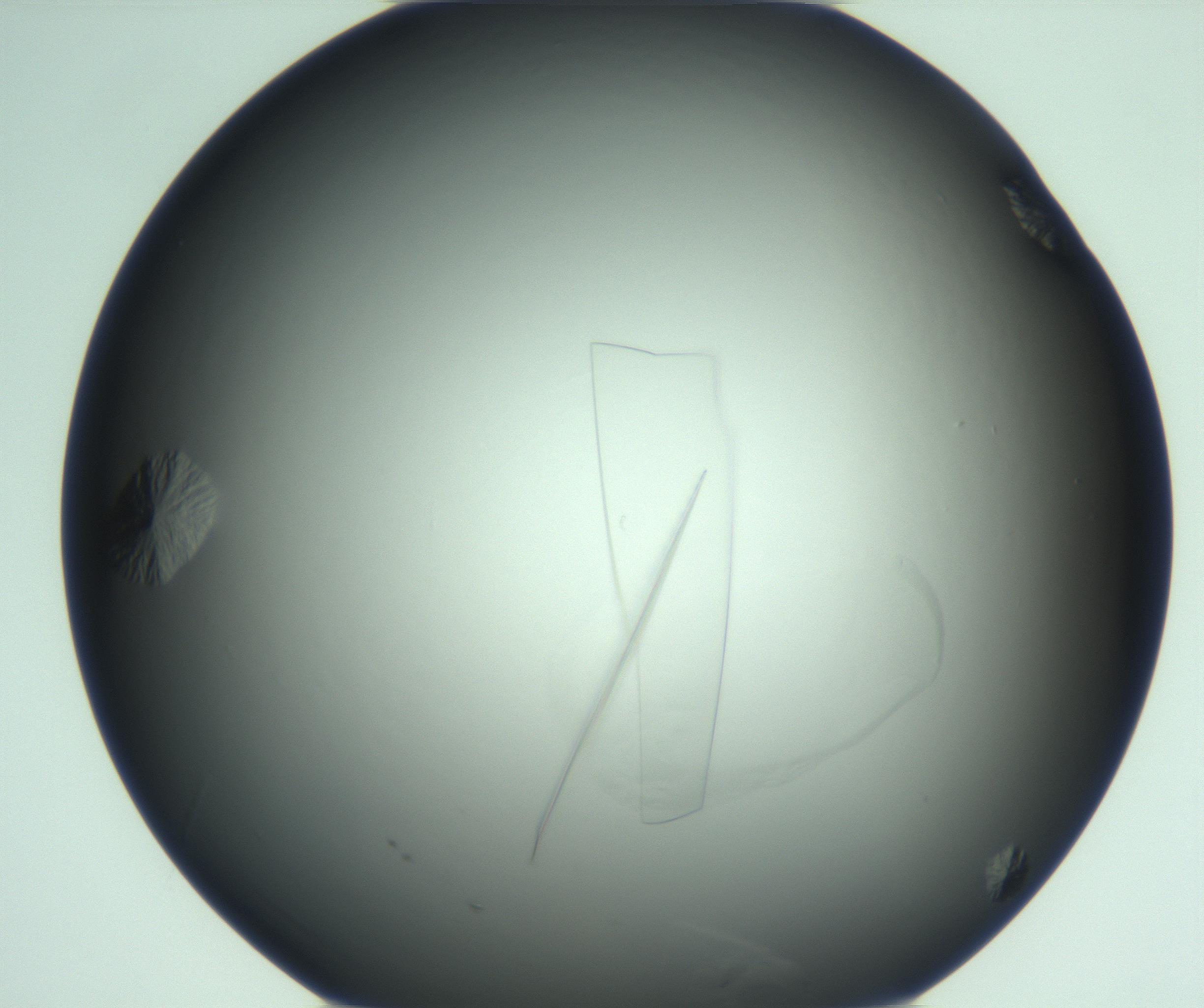 RI01_03_000_0212_Proj1_Clon1_MC_0000MC103285_003_170220_03_06_01_00_99_002_001_RAI.jpg