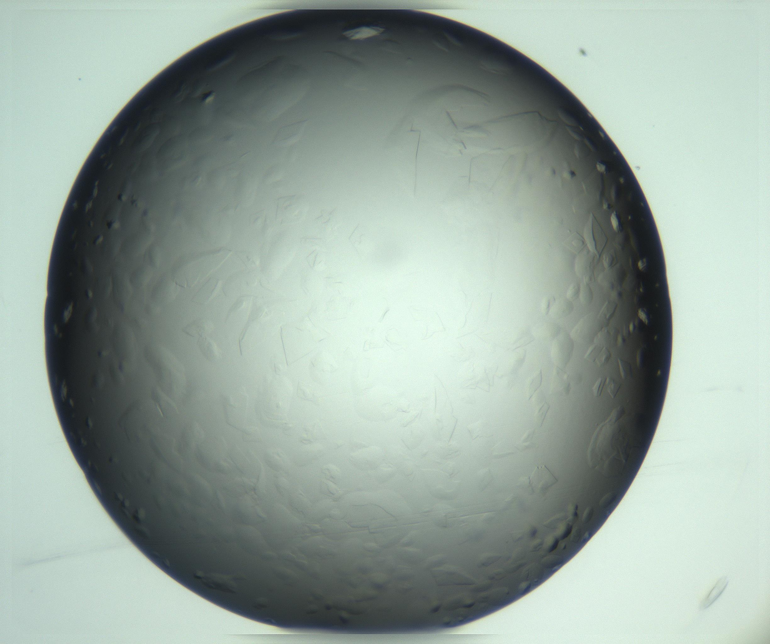 RI01_03_000_0212_Proj1_Clon1_MC_0000MC103285_003_170220_04_01_01_00_99_002_001_RAI.jpg