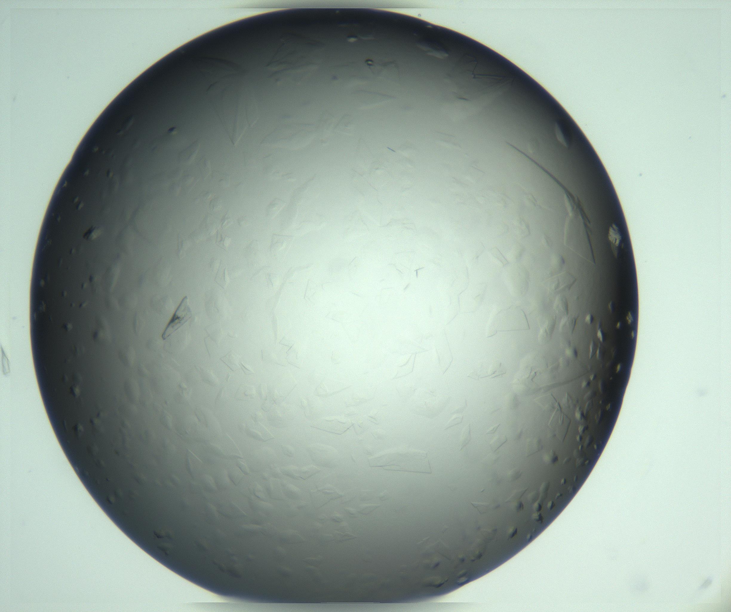 RI01_03_000_0212_Proj1_Clon1_MC_0000MC103285_003_170220_04_01_02_00_99_002_001_RAI.jpg