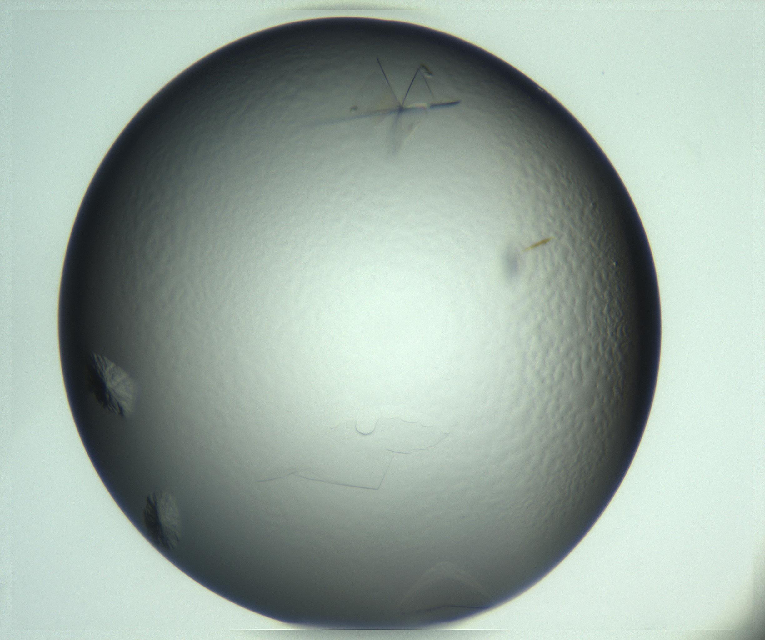 RI01_03_000_0212_Proj1_Clon1_MC_0000MC103285_003_170220_04_02_01_00_99_002_001_RAI.jpg