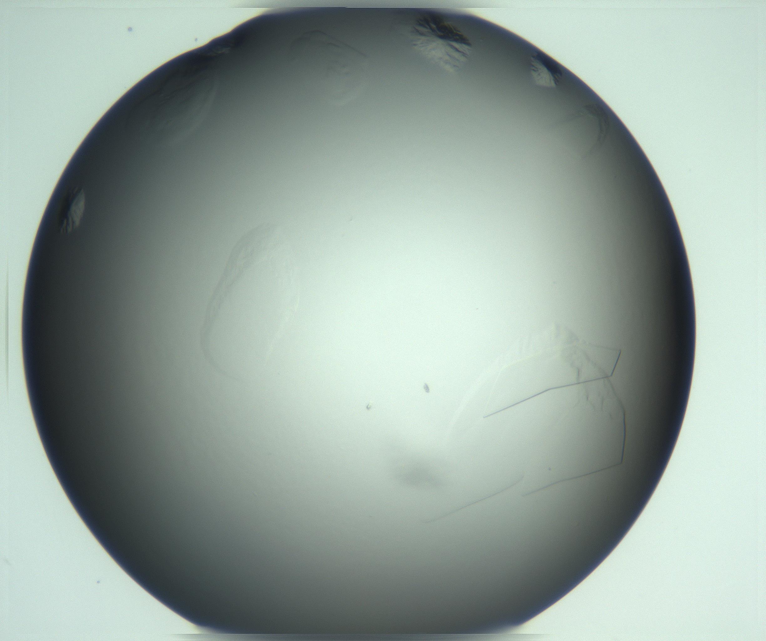 RI01_03_000_0212_Proj1_Clon1_MC_0000MC103285_003_170220_04_06_02_00_99_002_001_RAI.jpg
