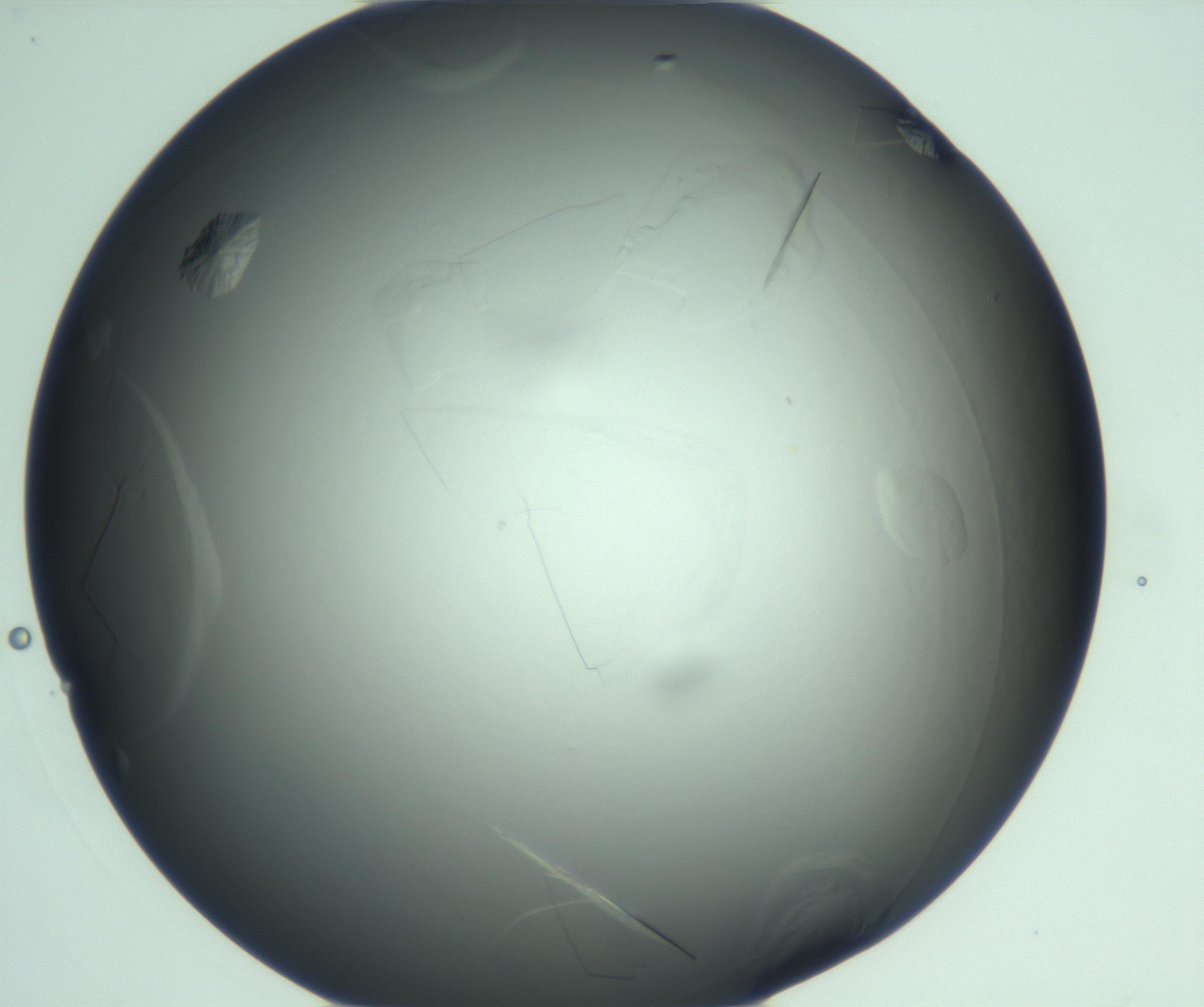 RI01_03_000_0212_Proj1_Clon1_MC_0000MC103285_003_170220_05_06_01_00_99_002_001_RAI.jpg