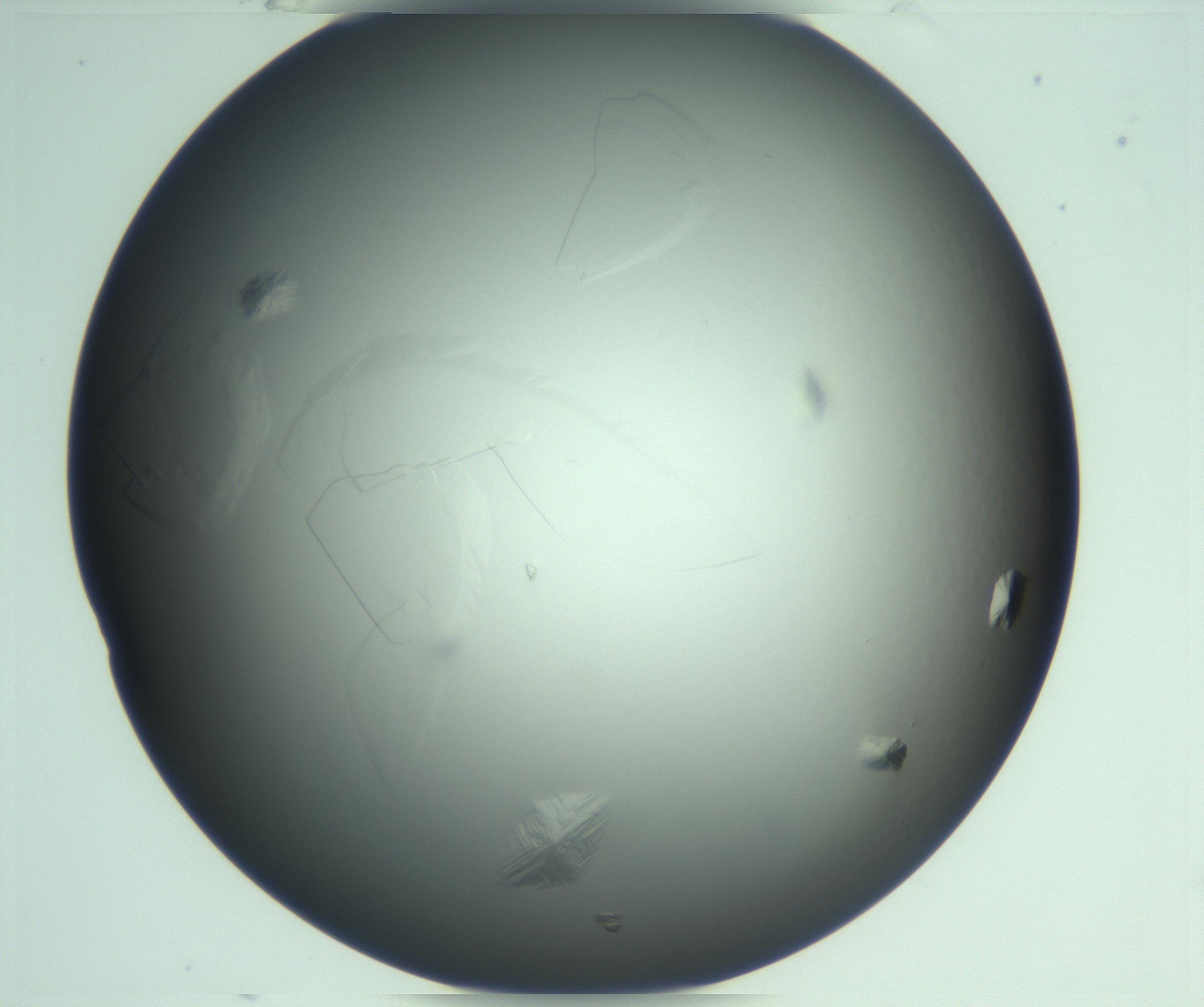 RI01_03_000_0212_Proj1_Clon1_MC_0000MC103285_003_170220_05_06_02_00_99_002_001_RAI.jpg