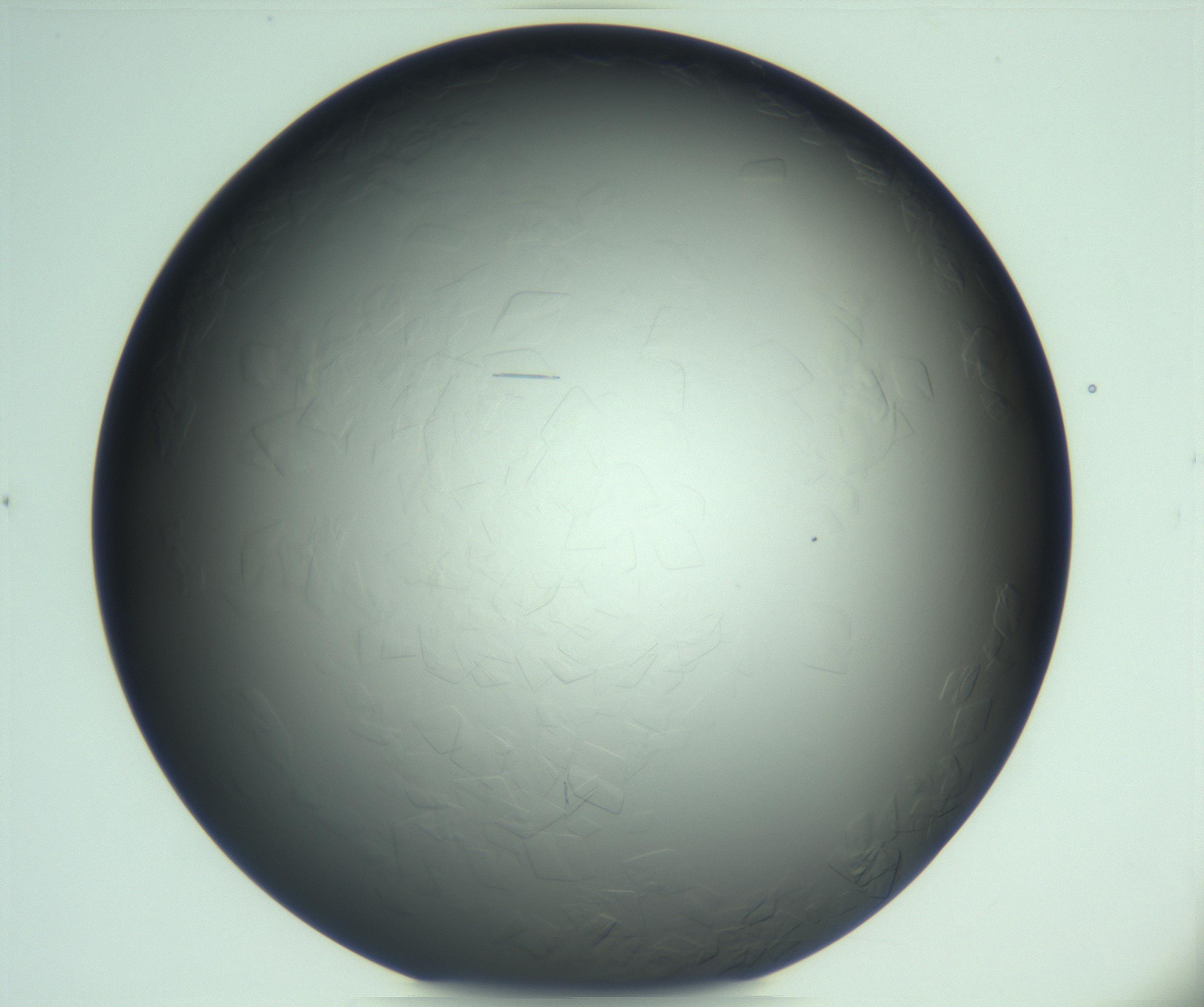 RI01_03_000_0212_Proj1_Clon1_MC_0000MC103285_003_170220_07_02_01_00_99_002_001_RAI.jpg
