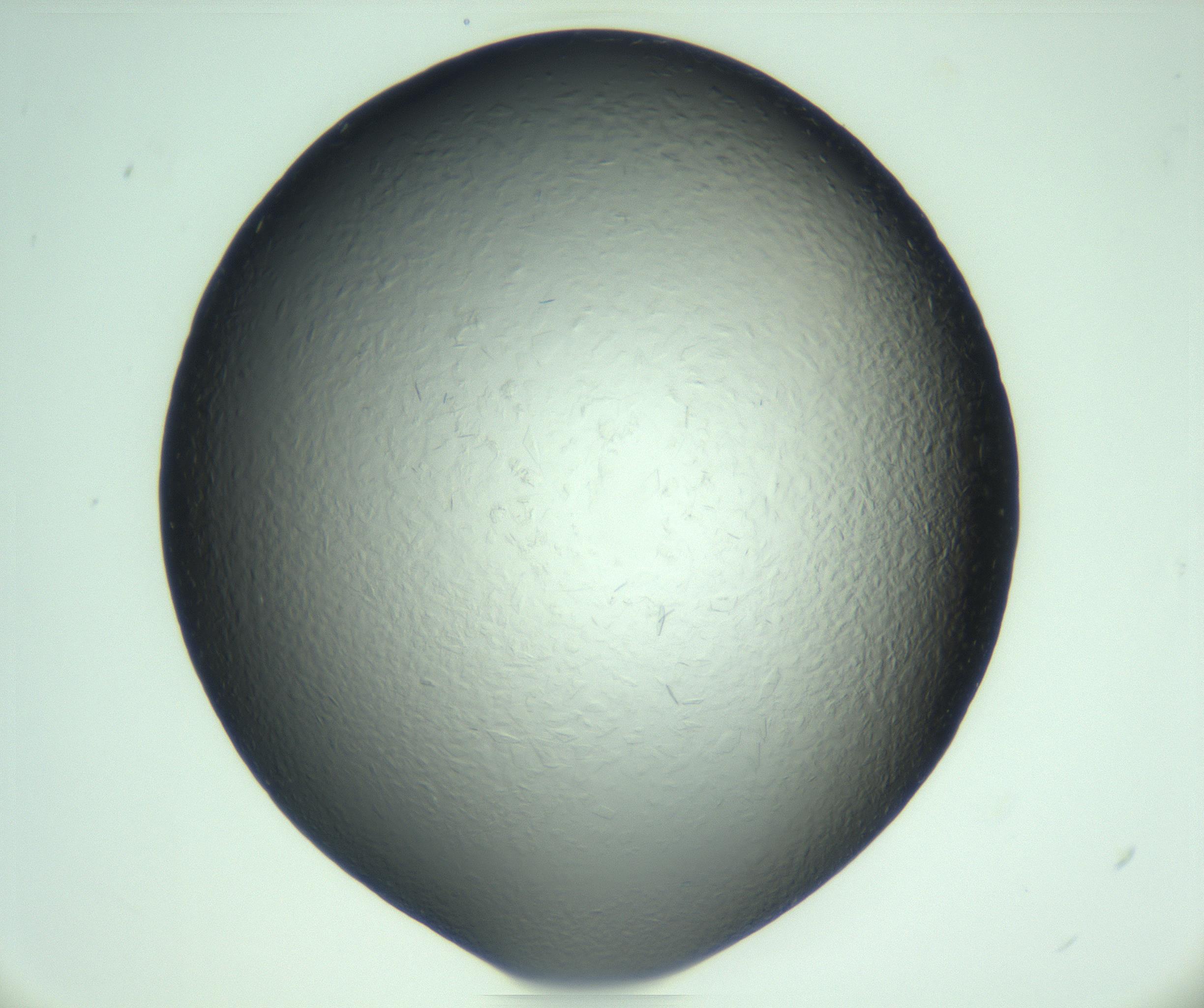 RI01_03_000_0212_Proj1_Clon1_MC_0000MC103285_003_170220_10_01_02_00_99_002_001_RAI.jpg