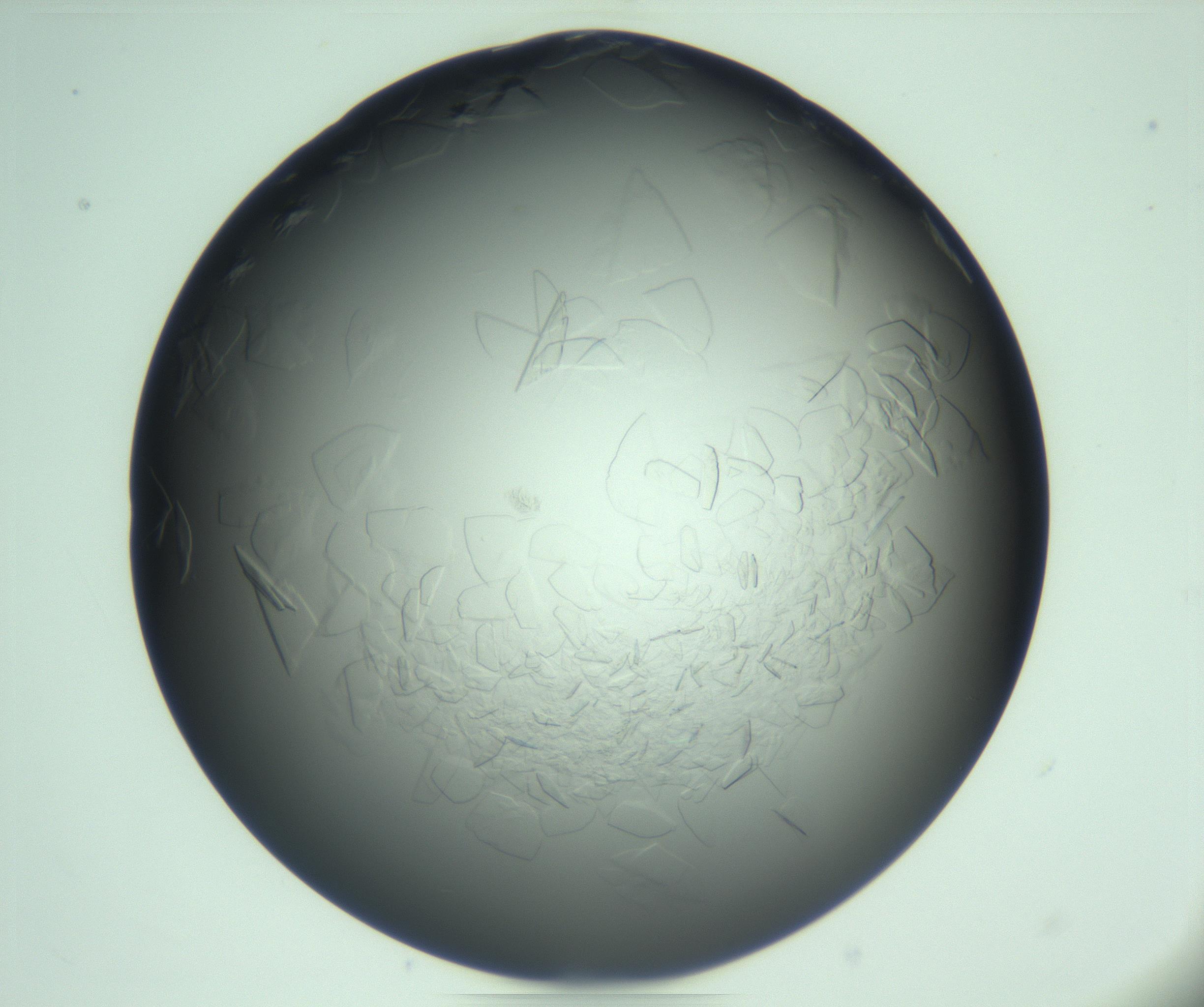 RI01_03_000_0212_Proj1_Clon1_MC_0000MC103285_003_170220_10_02_01_00_99_002_001_RAI.jpg