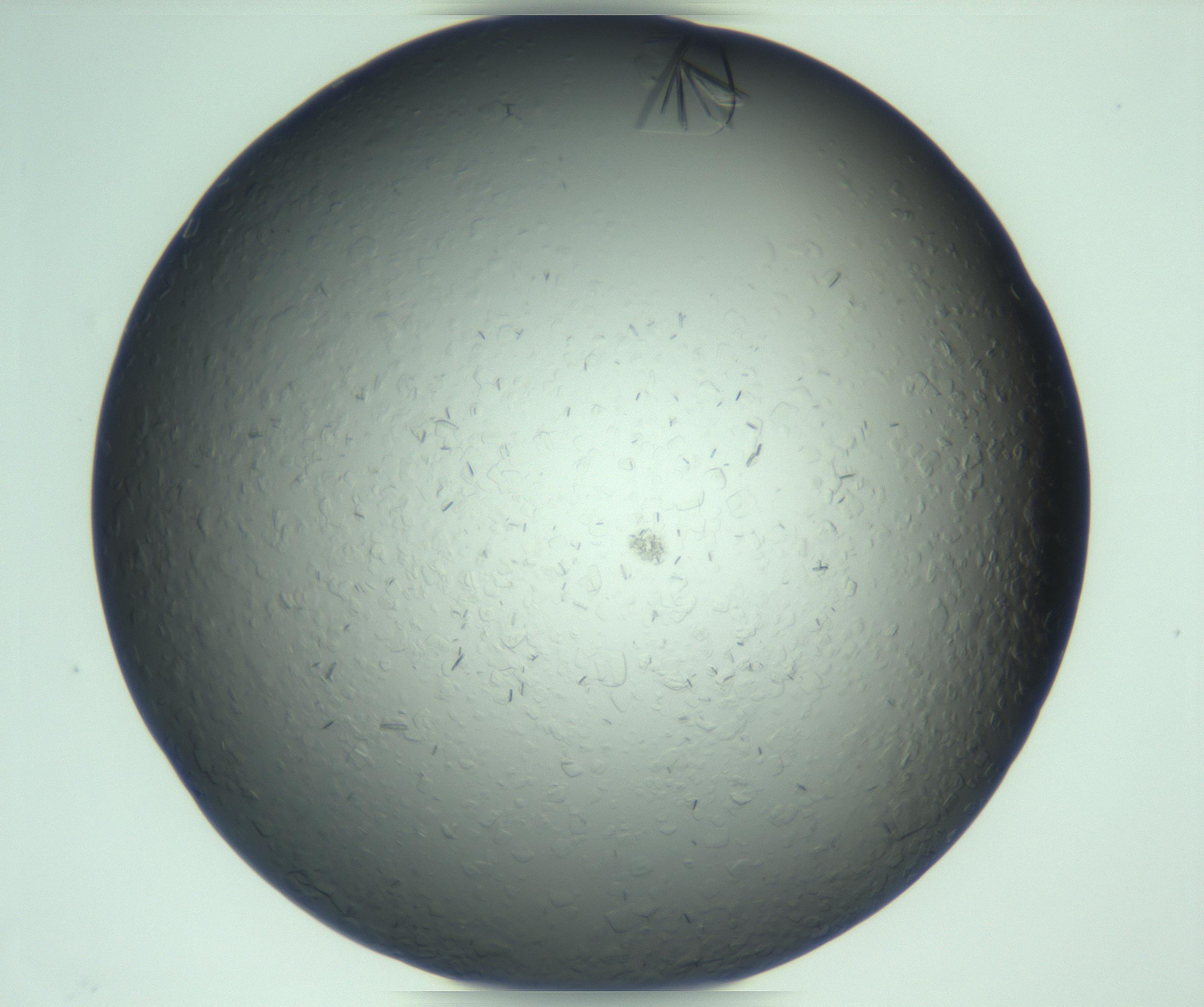 RI01_03_000_0212_Proj1_Clon1_MC_0000MC103285_003_170220_10_04_01_00_99_002_001_RAI.jpg