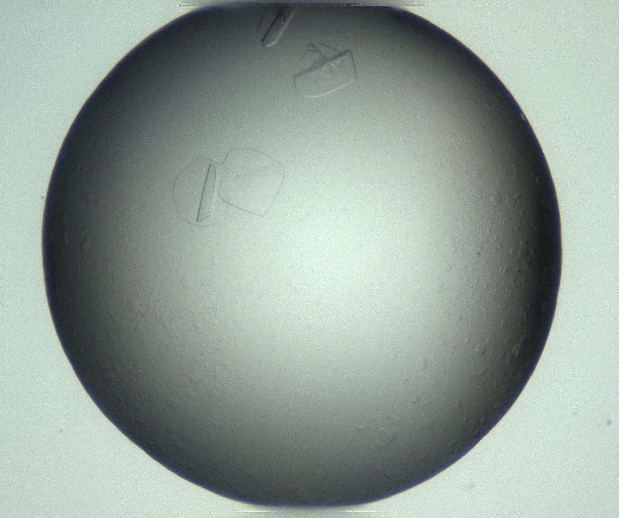 RI01_03_000_0212_Proj1_Clon1_MC_0000MC103285_003_170220_10_04_02_00_99_002_001_RAI.jpg