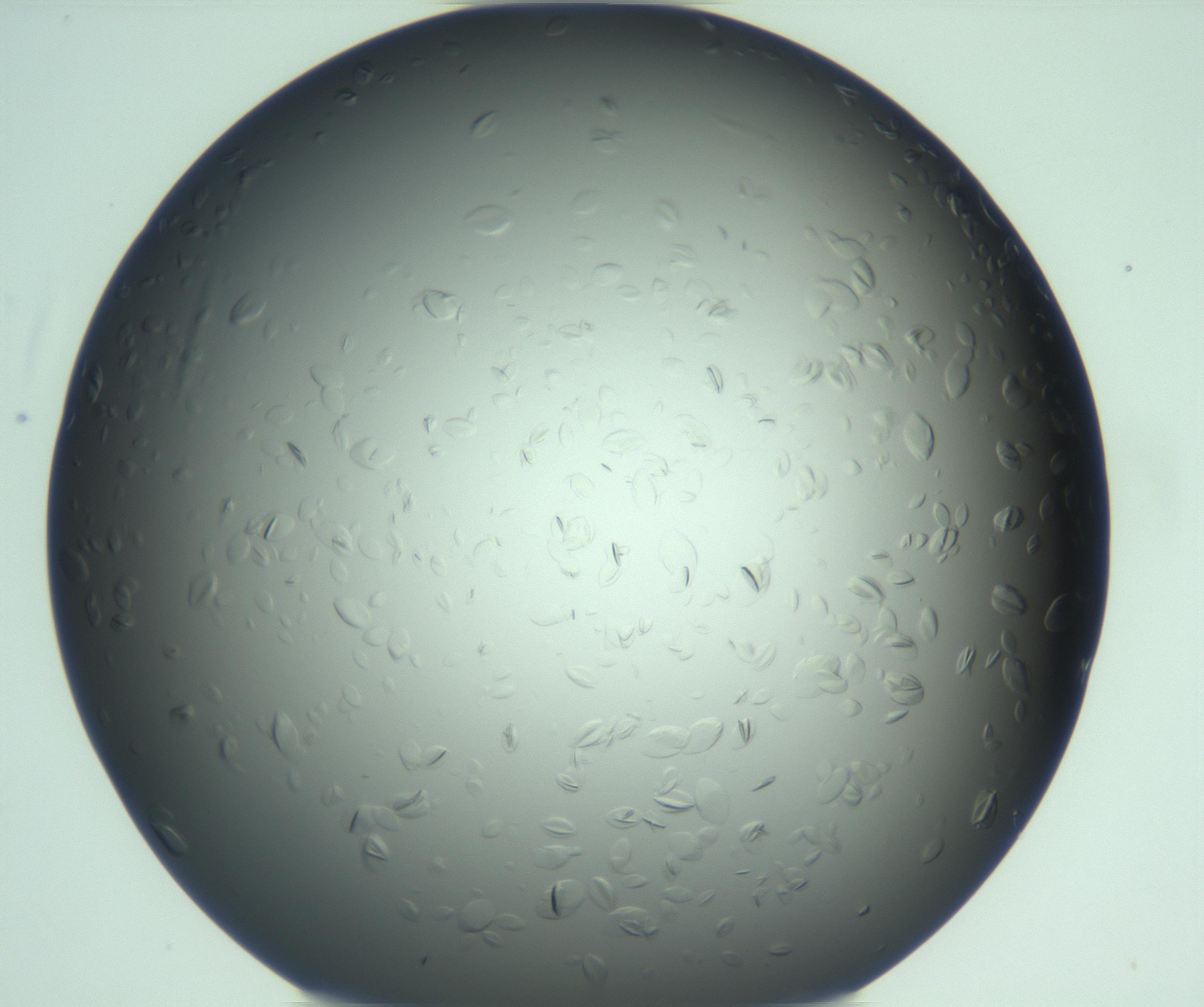 RI01_03_000_0212_Proj1_Clon1_MC_0000MC103285_003_170220_10_07_01_00_99_002_001_RAI.jpg