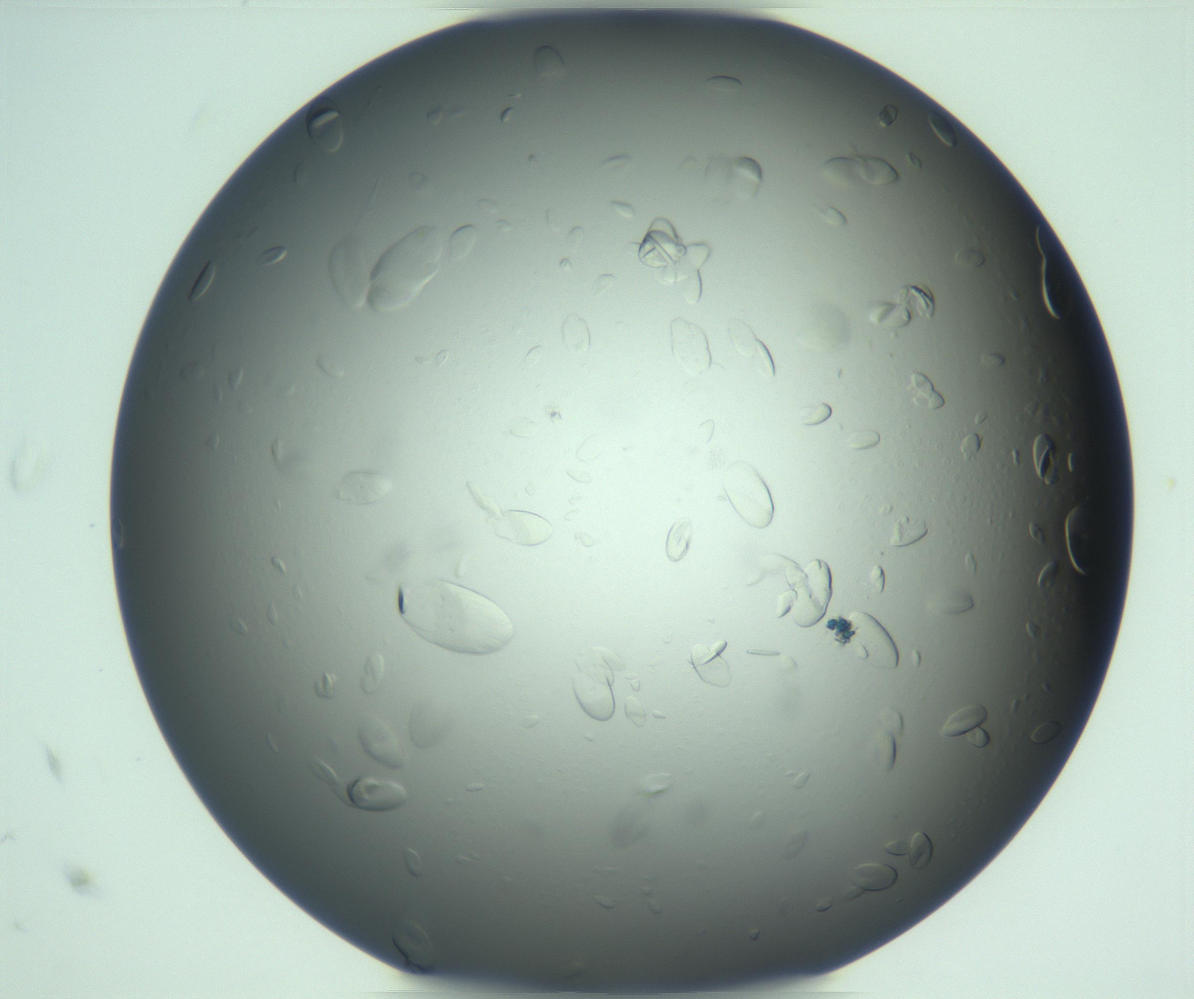 RI01_03_000_0212_Proj1_Clon1_MC_0000MC103285_003_170220_10_08_01_00_99_002_001_RAI.jpg