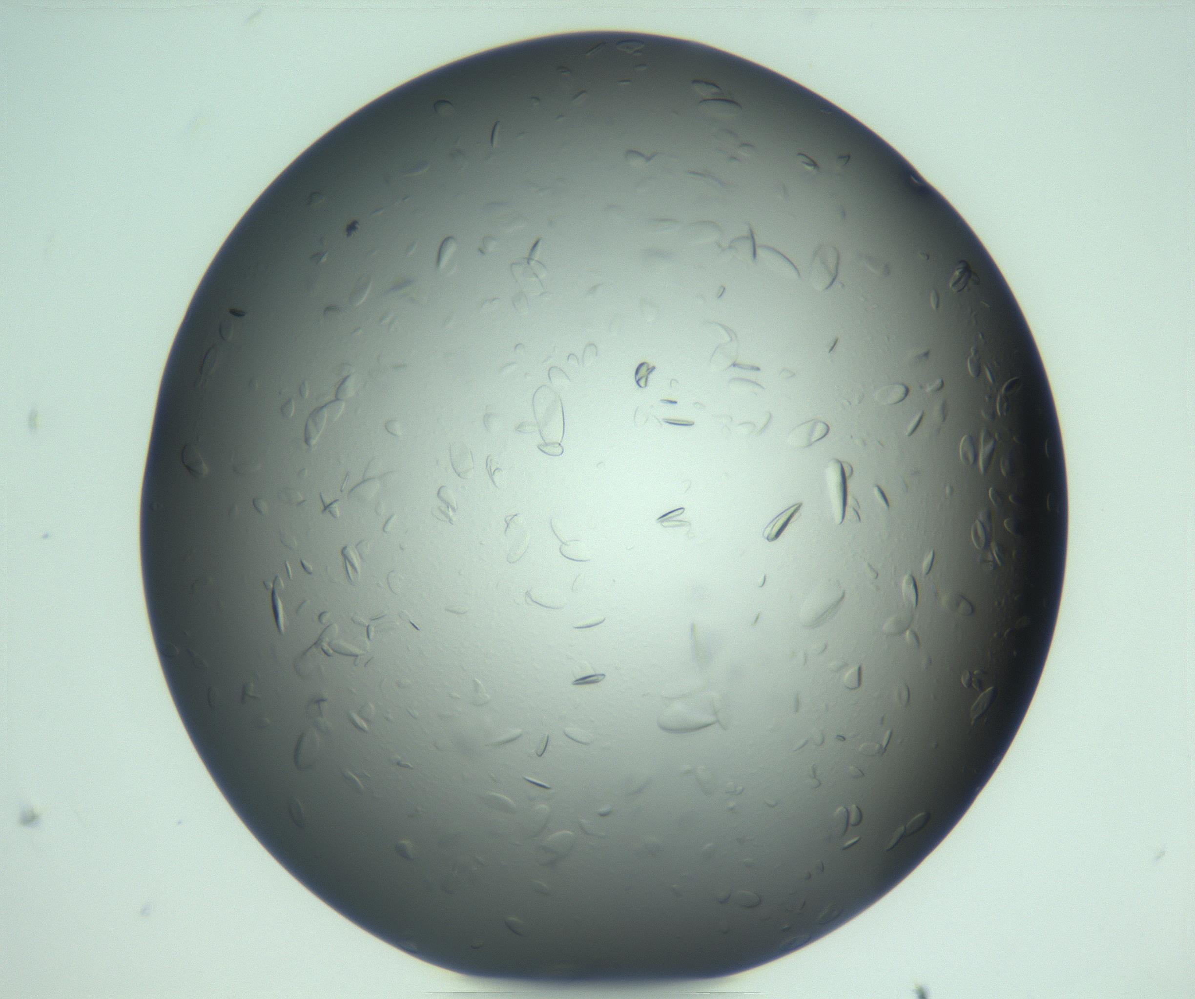 RI01_03_000_0212_Proj1_Clon1_MC_0000MC103285_003_170220_10_08_02_00_99_002_001_RAI.jpg