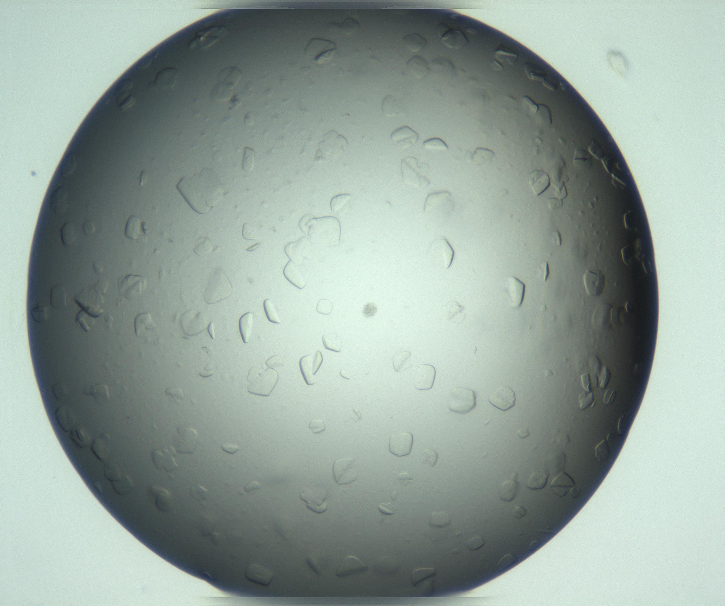 RI01_03_000_0212_Proj1_Clon1_MC_0000MC103285_003_170220_12_07_01_00_99_002_001_RAI.jpg