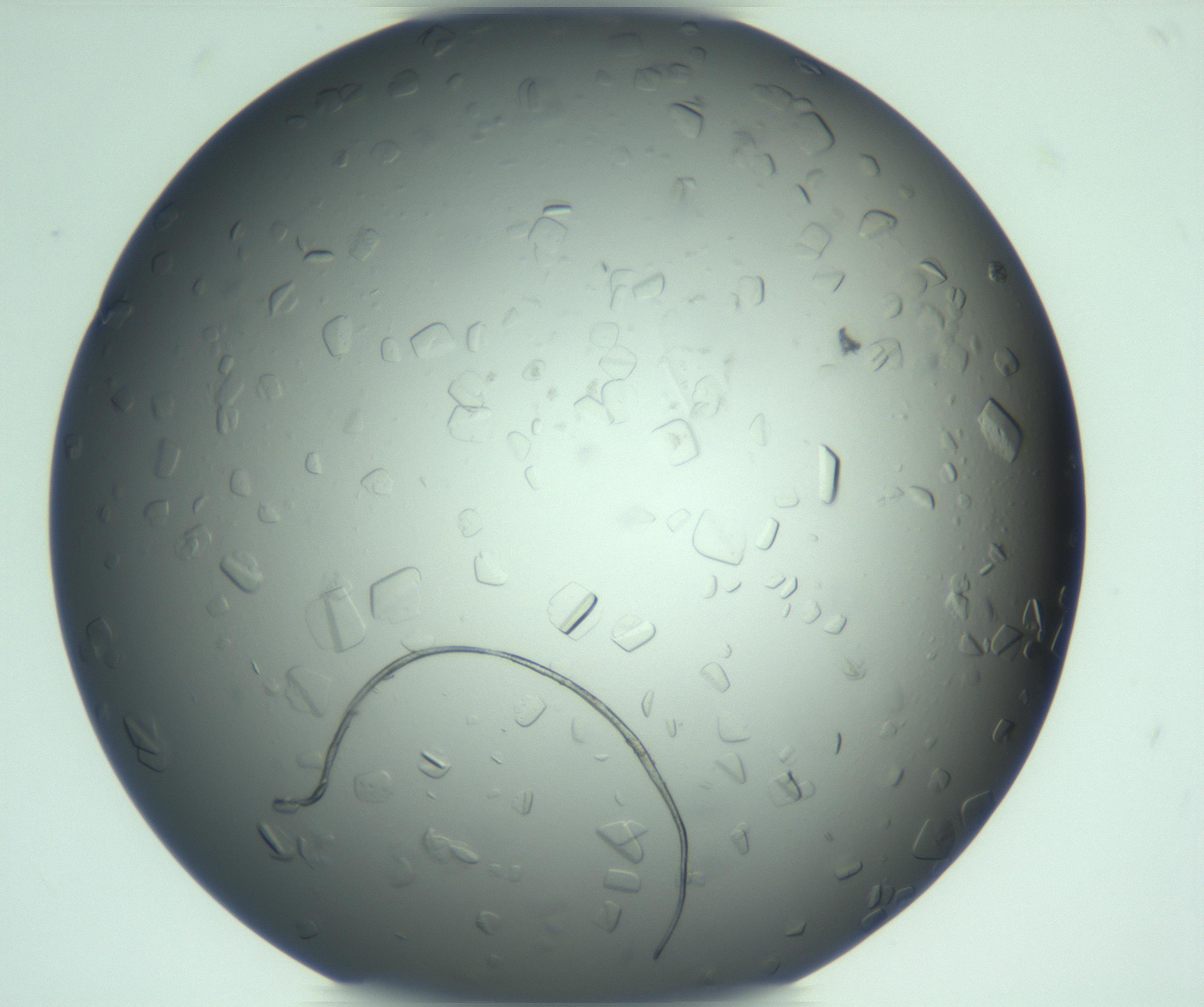 RI01_03_000_0212_Proj1_Clon1_MC_0000MC103285_003_170220_12_07_02_00_99_002_001_RAI.jpg