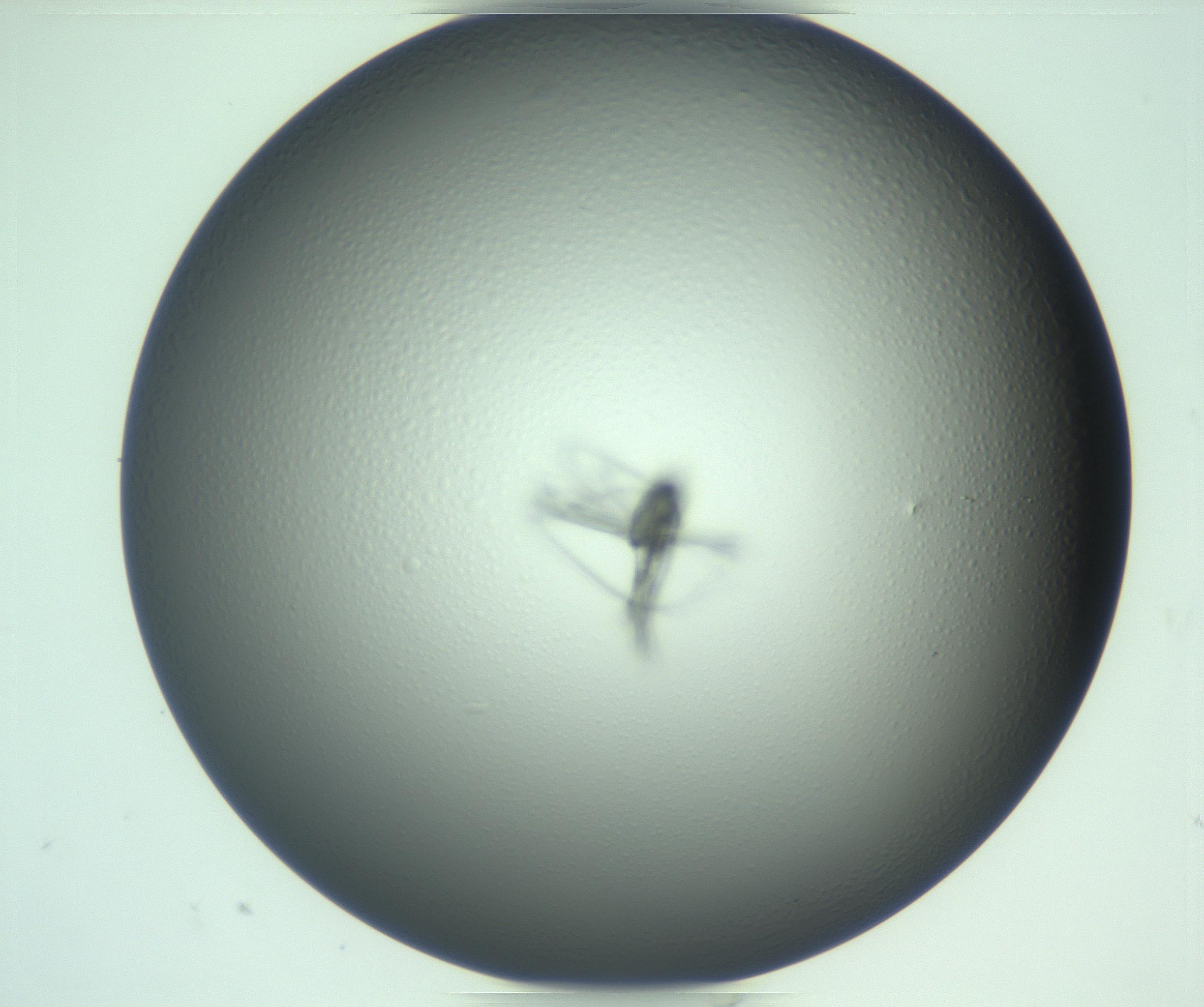 RI01_03_000_0212_Proj1_Clon1_MC_0000MC103285_003_170220_12_08_01_00_99_002_001_RAI.jpg