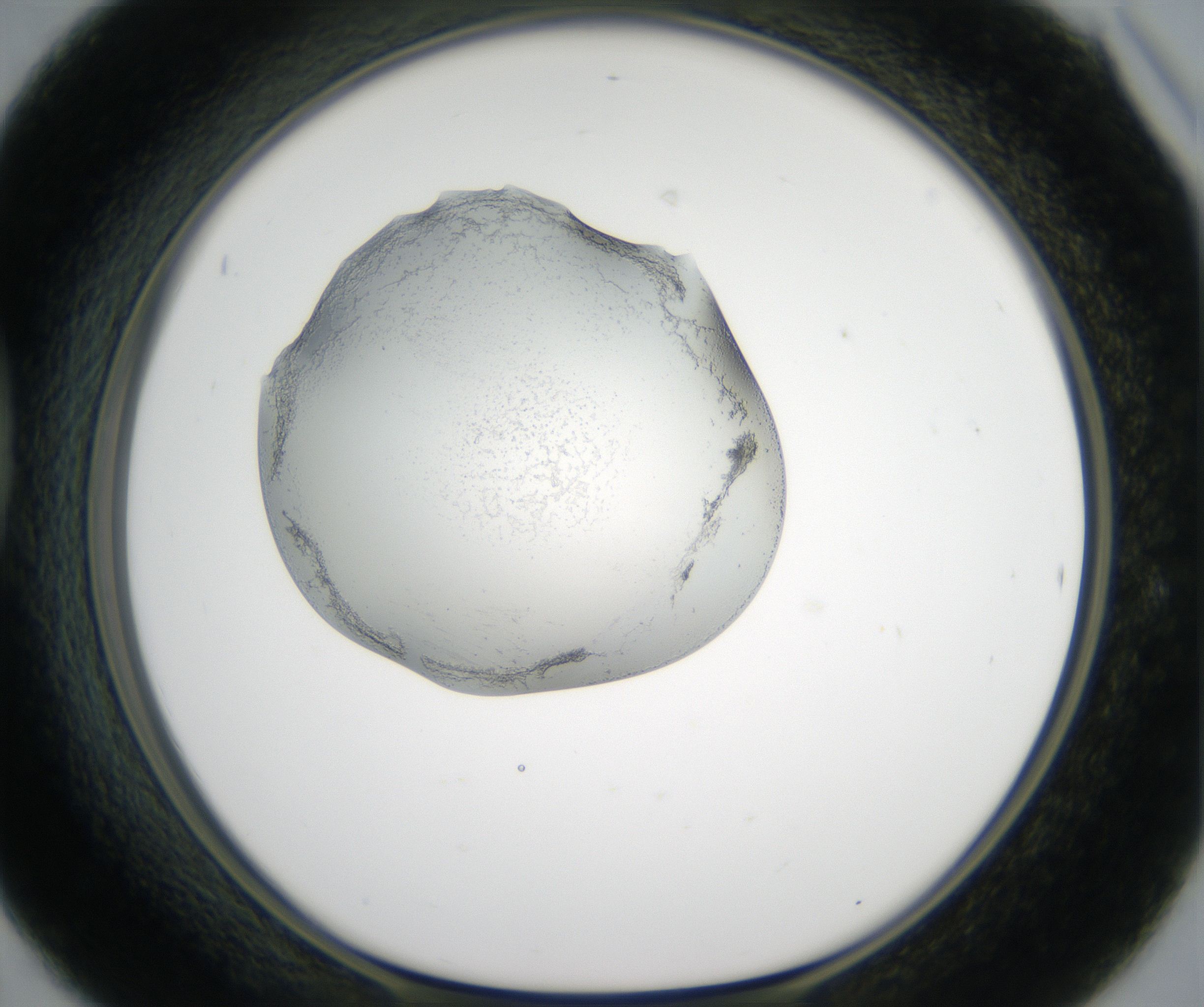 D6_HighResolution_Precipitate_1.jpg