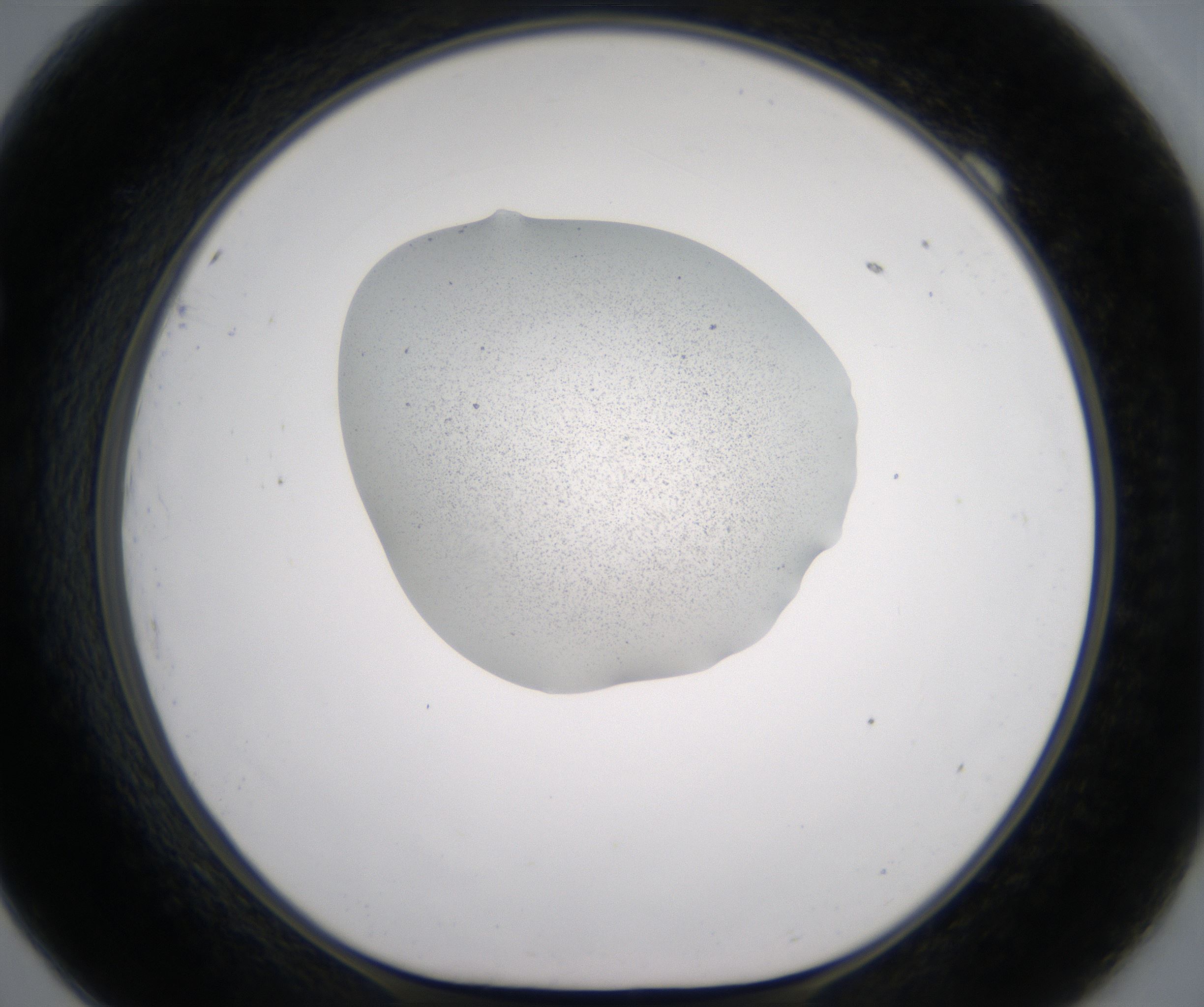 F9_HighResolution_Precipitate_1.jpg