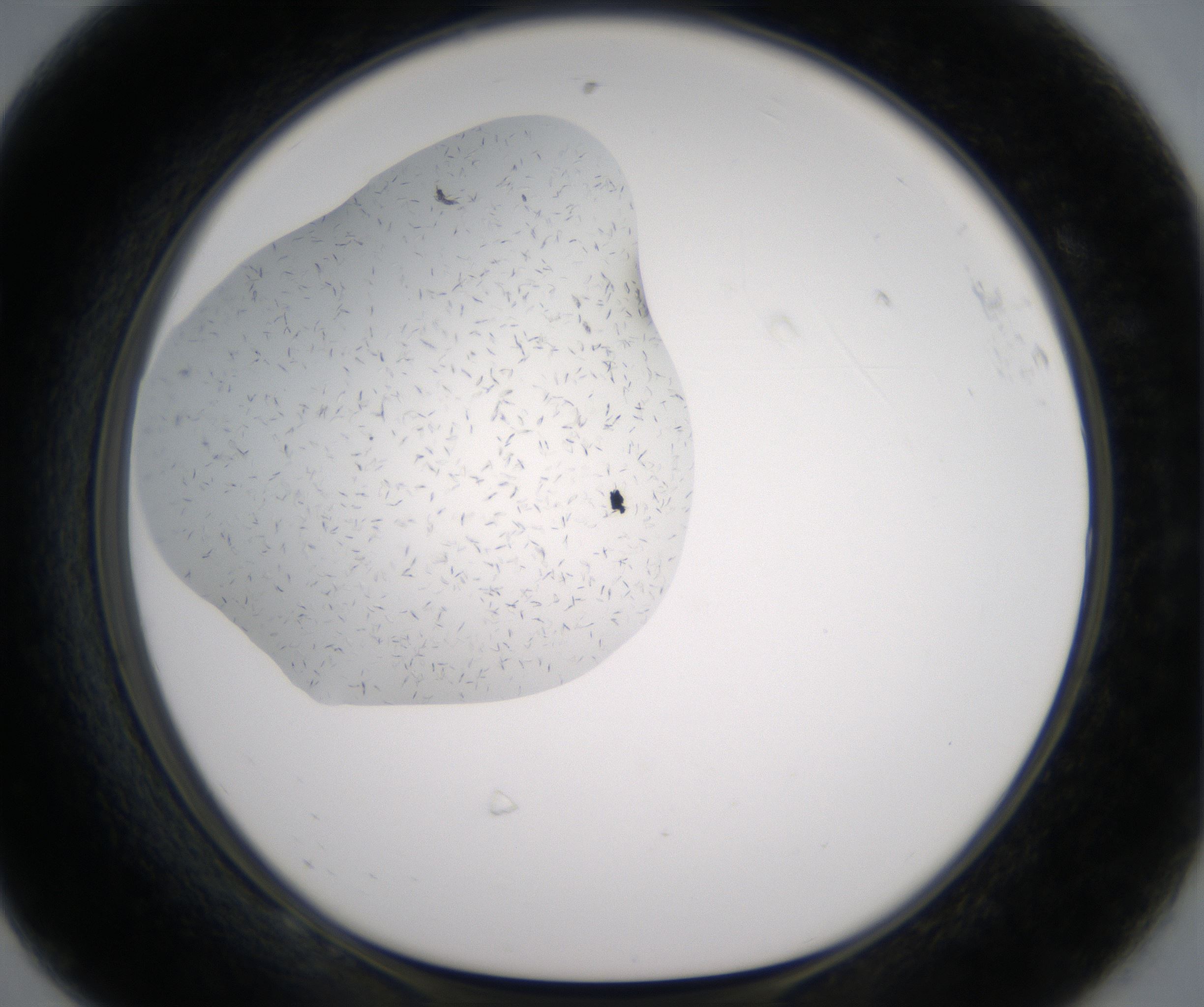 F8_HighResolution_Crystal_1.jpg