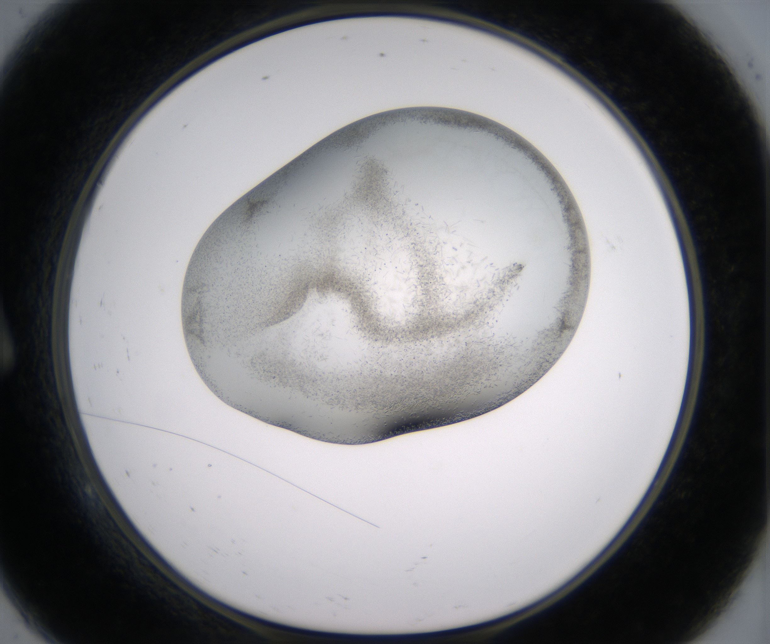 A9_HighResolution_Crystal_1.jpg